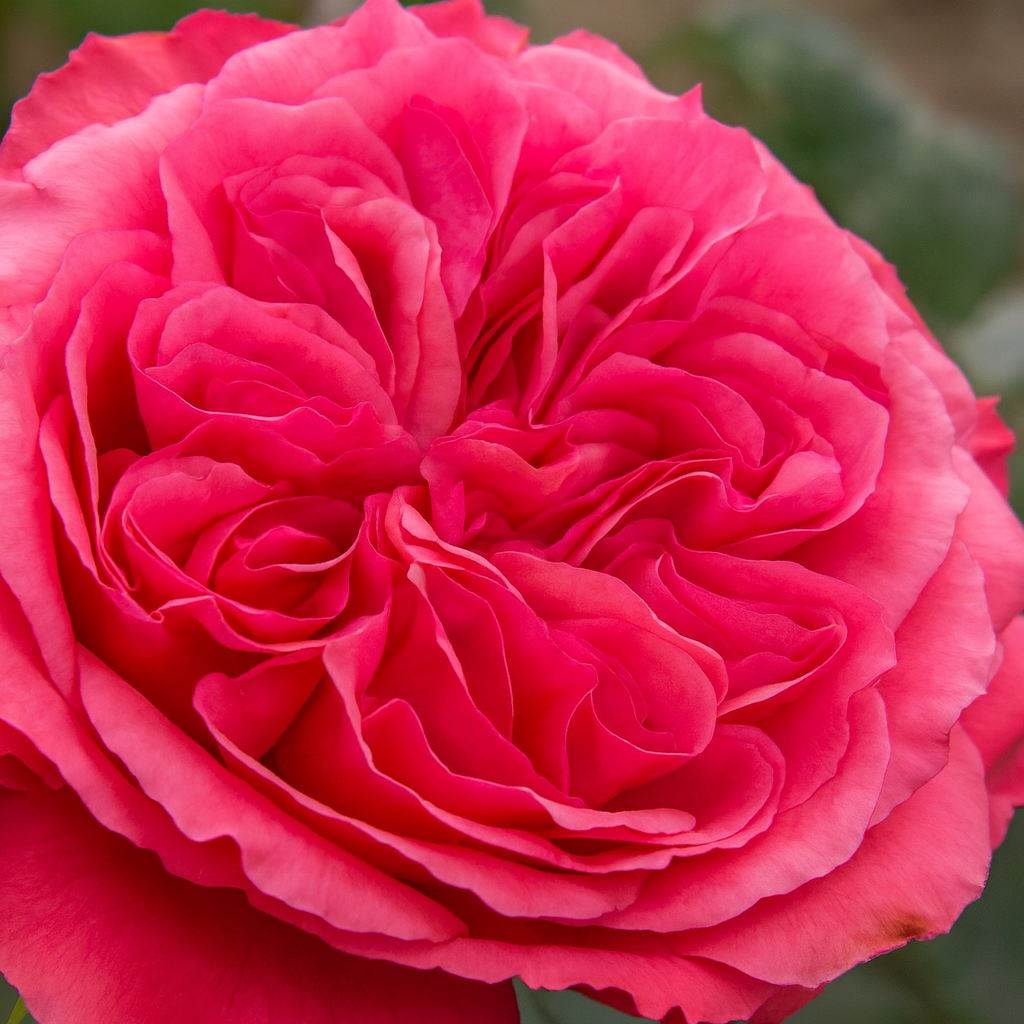 10 Grand Roses for a Truly Breathtaking Garden