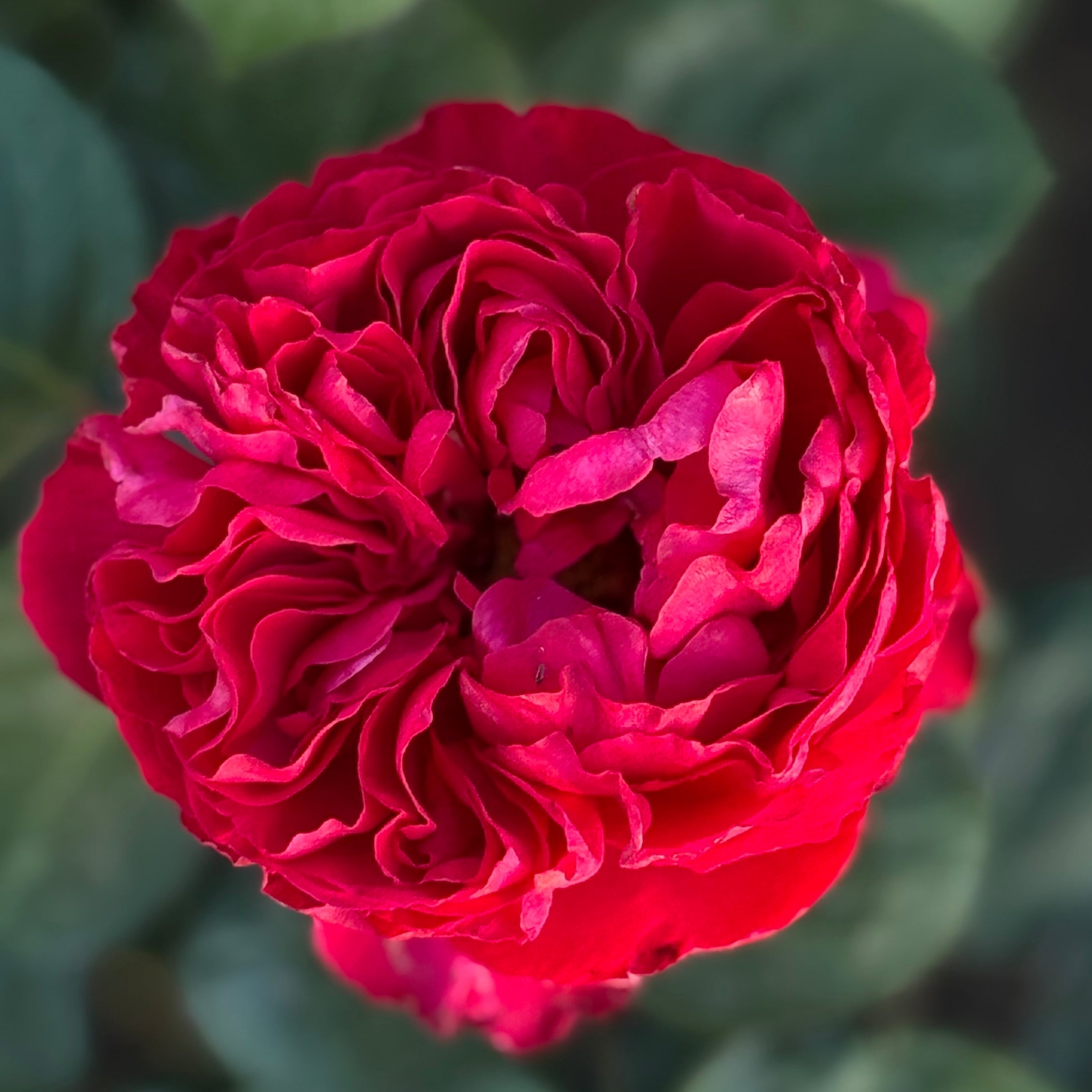 The Story Behind Red Rose Rent Day