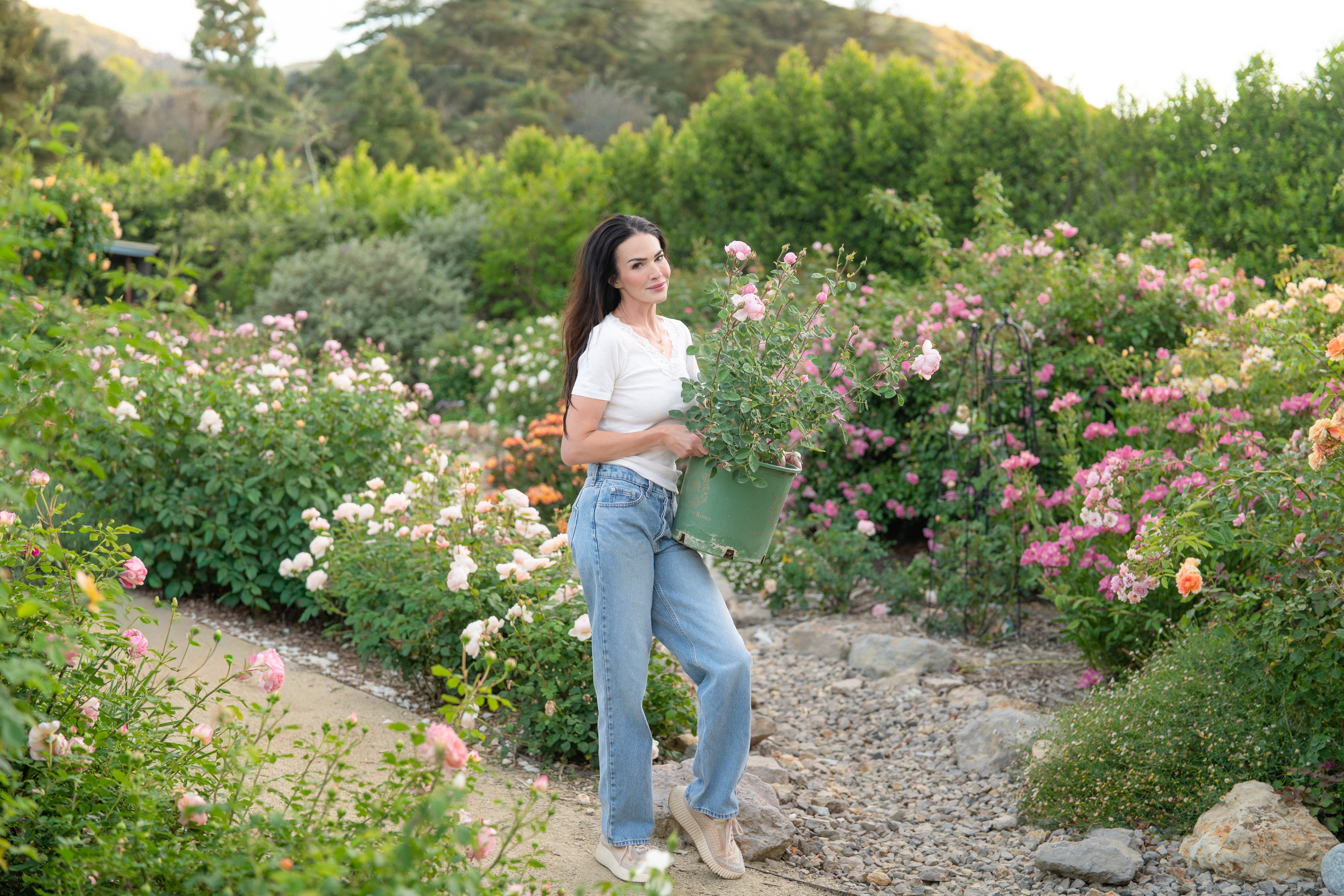 A Garden Already in Motion: The Story Behind Our Estate Roses