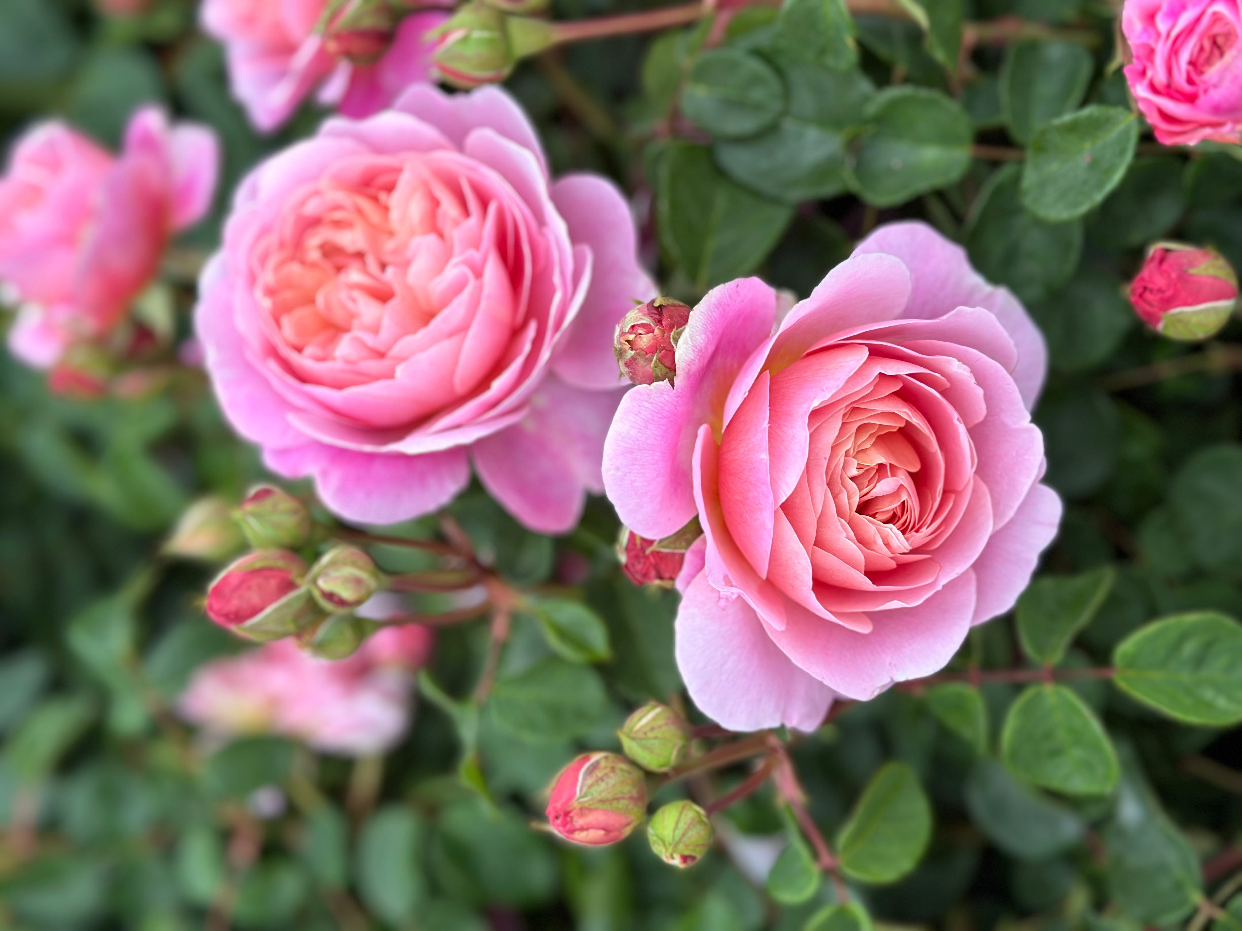 How to Protect Your Spring Rose Flush: Simple Rose Care Tips to Prevent Disease and Grow Beautiful Blooms