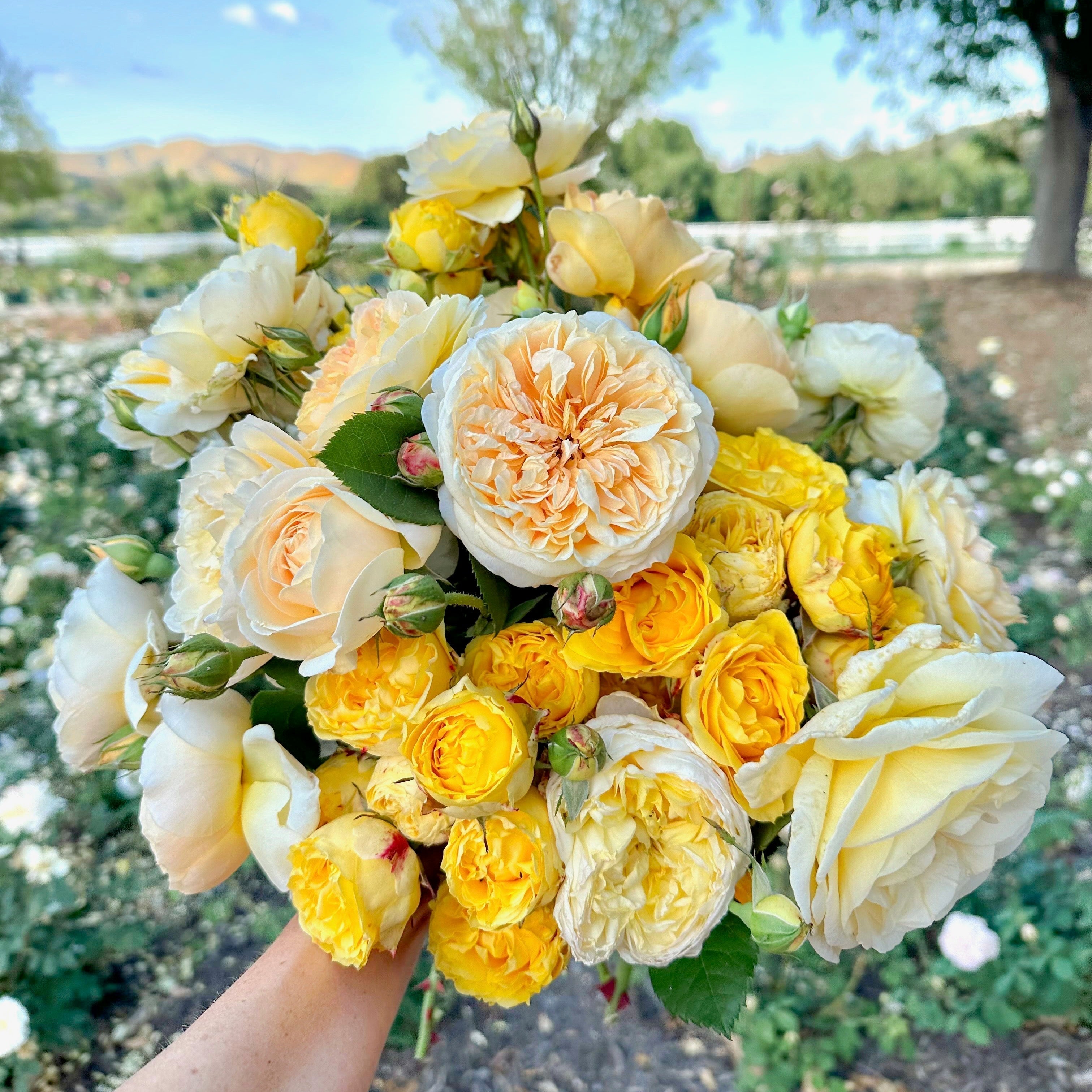 Why You Should Remove the First Rose Buds in Spring