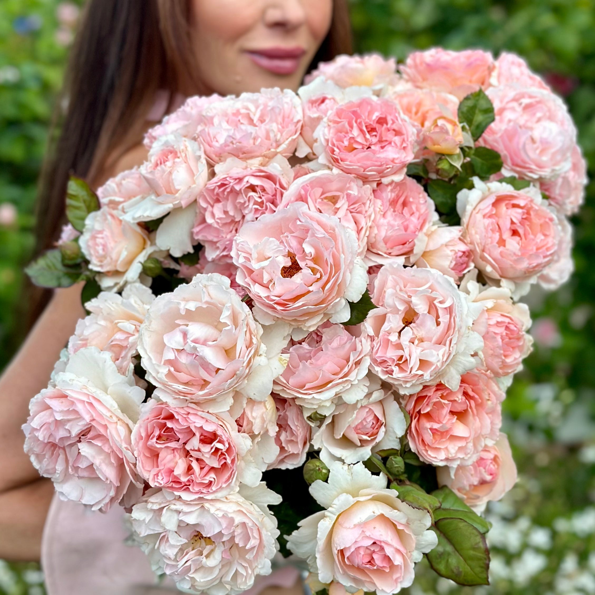 The Roses I’ll Always Plant: Fragrance, Feeling, and the Blooms That Shaped My Garden