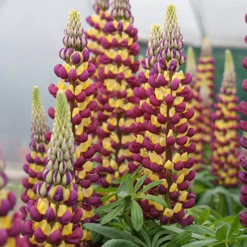 Westcountry™ Lupines – The Crown Jewels of the Cottage Garden