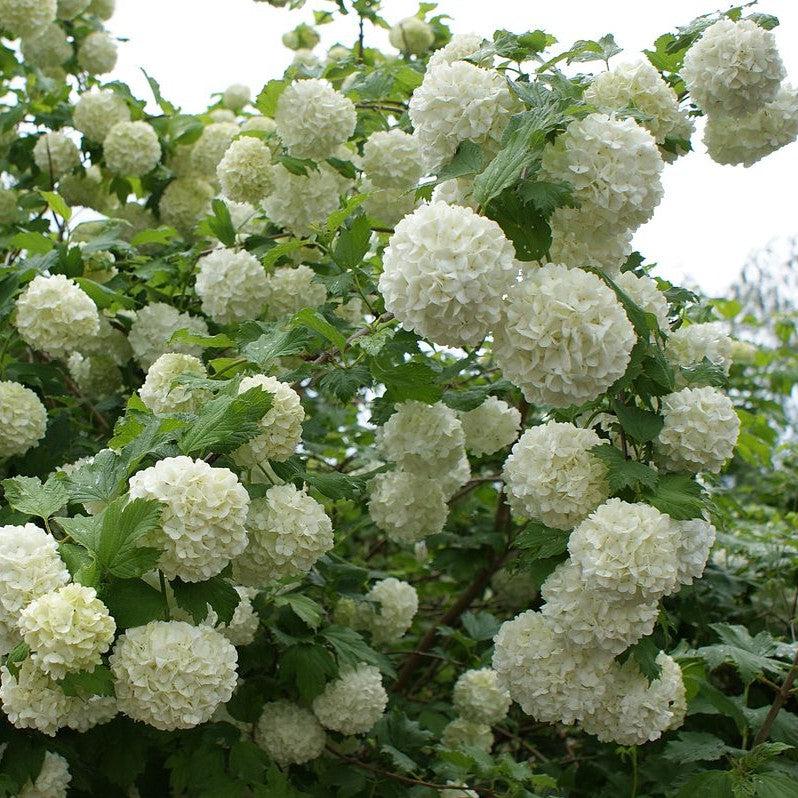 The Wonderfully Complex & Beautiful World of Viburnum