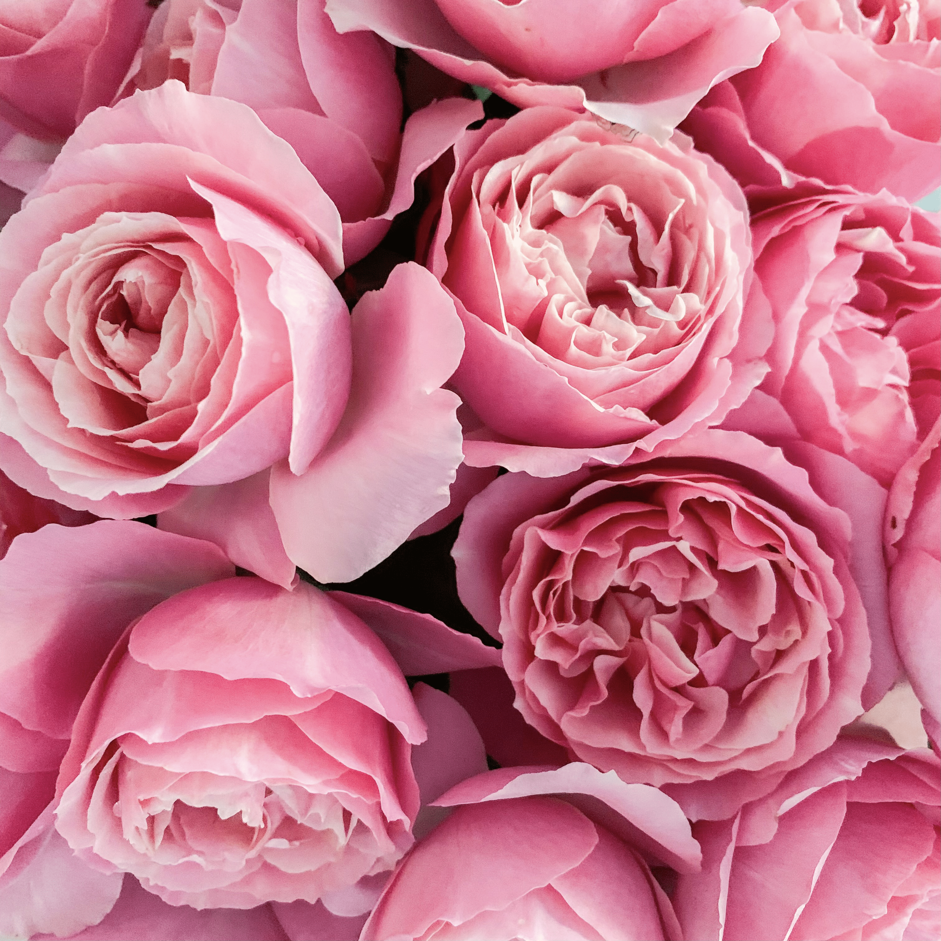 All Dressed Up: A Whimsical Delight for Your Garden! - Grace Rose Farm