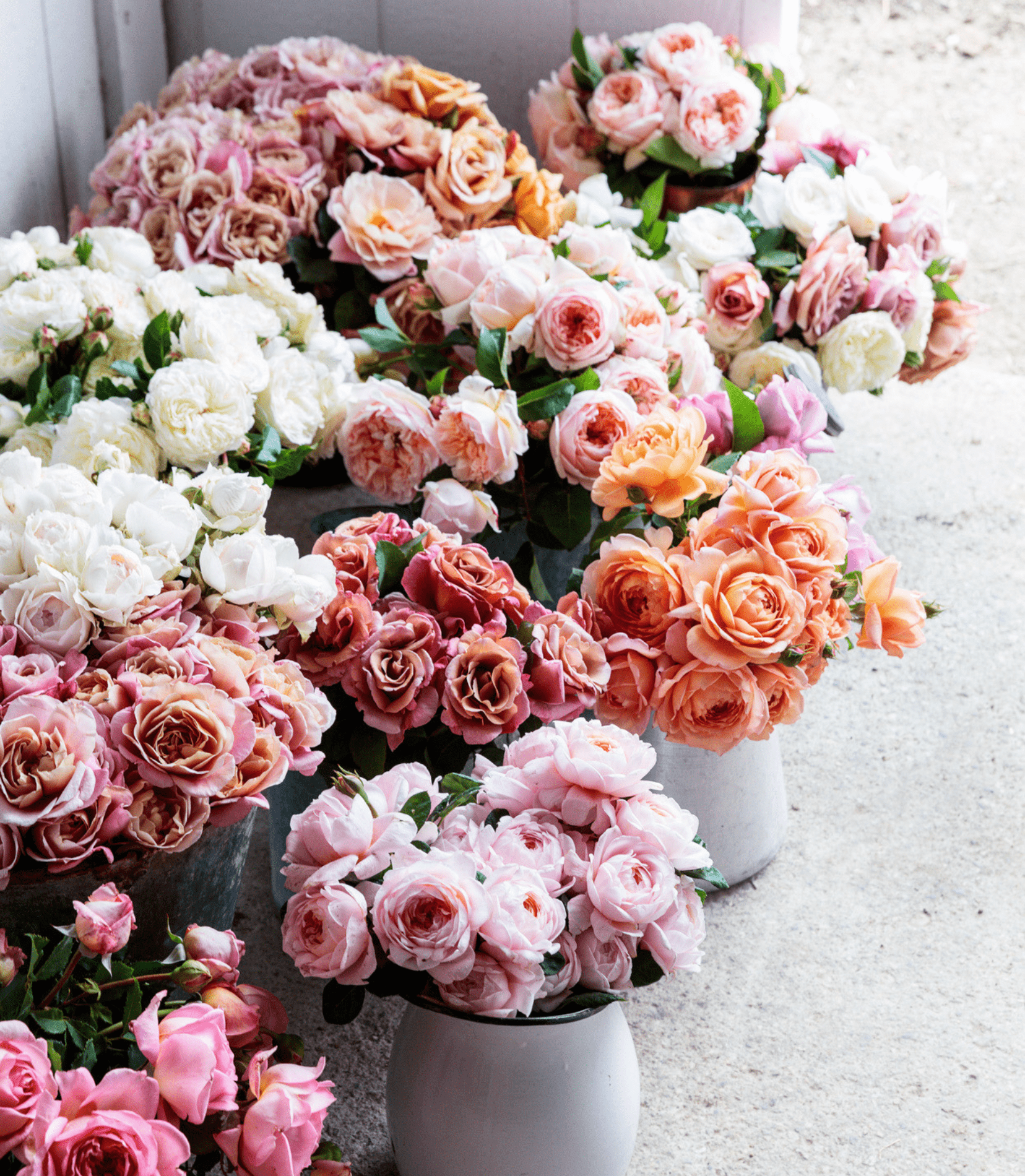 Dreams do come true - Grace Rose Farm