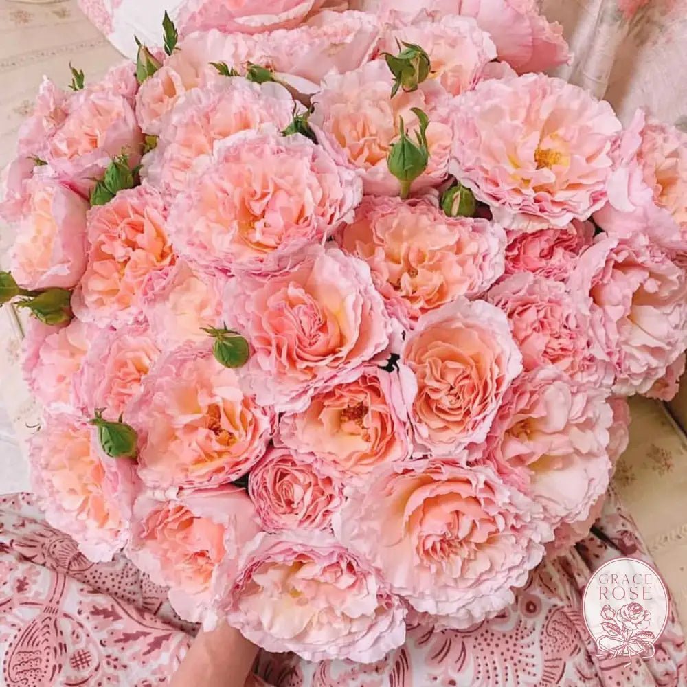 First Peek of Bare Root Rose Season - Grace Rose Farm