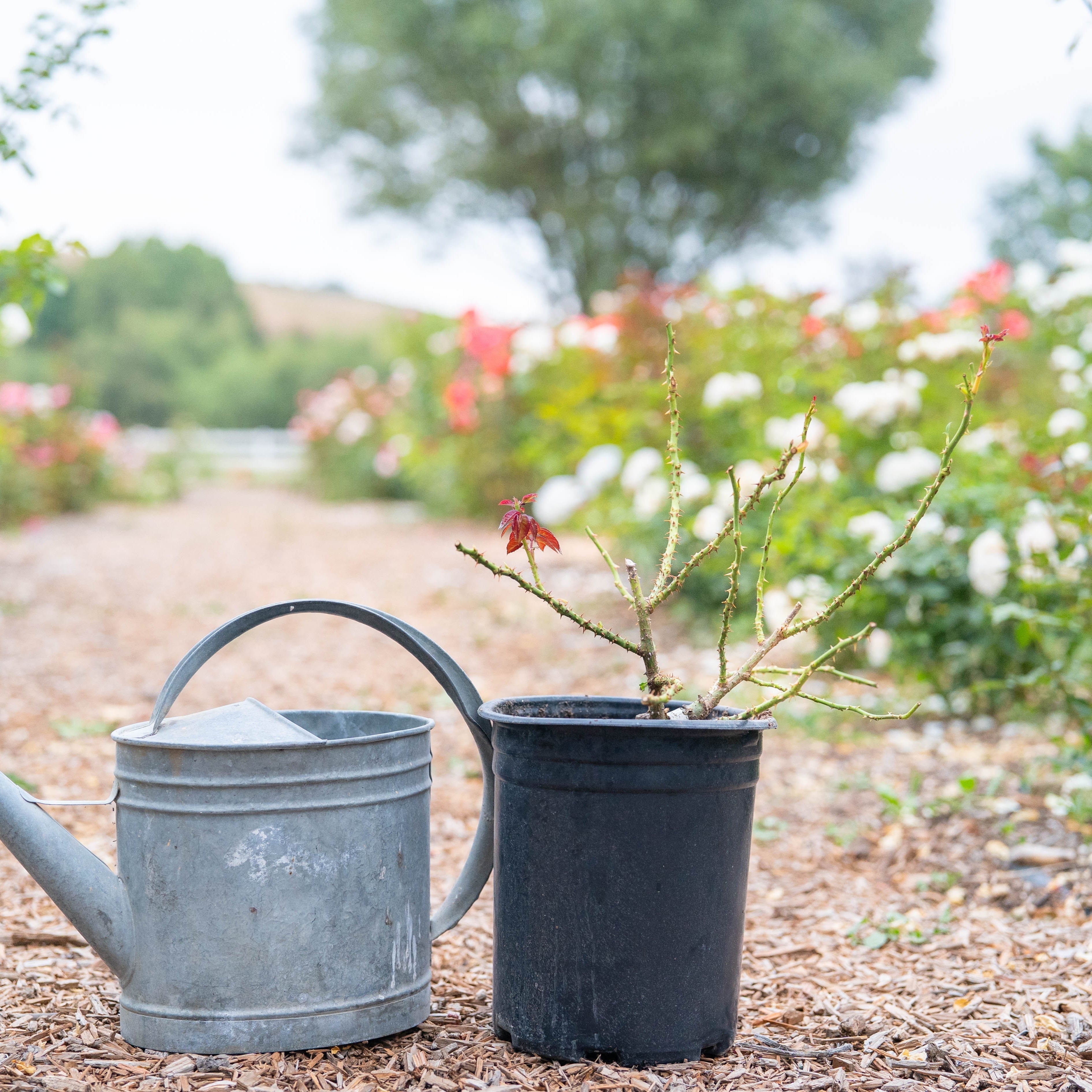 Heat-Smart Leaf Removal for Safe Summer Shipping - Grace Rose Farm