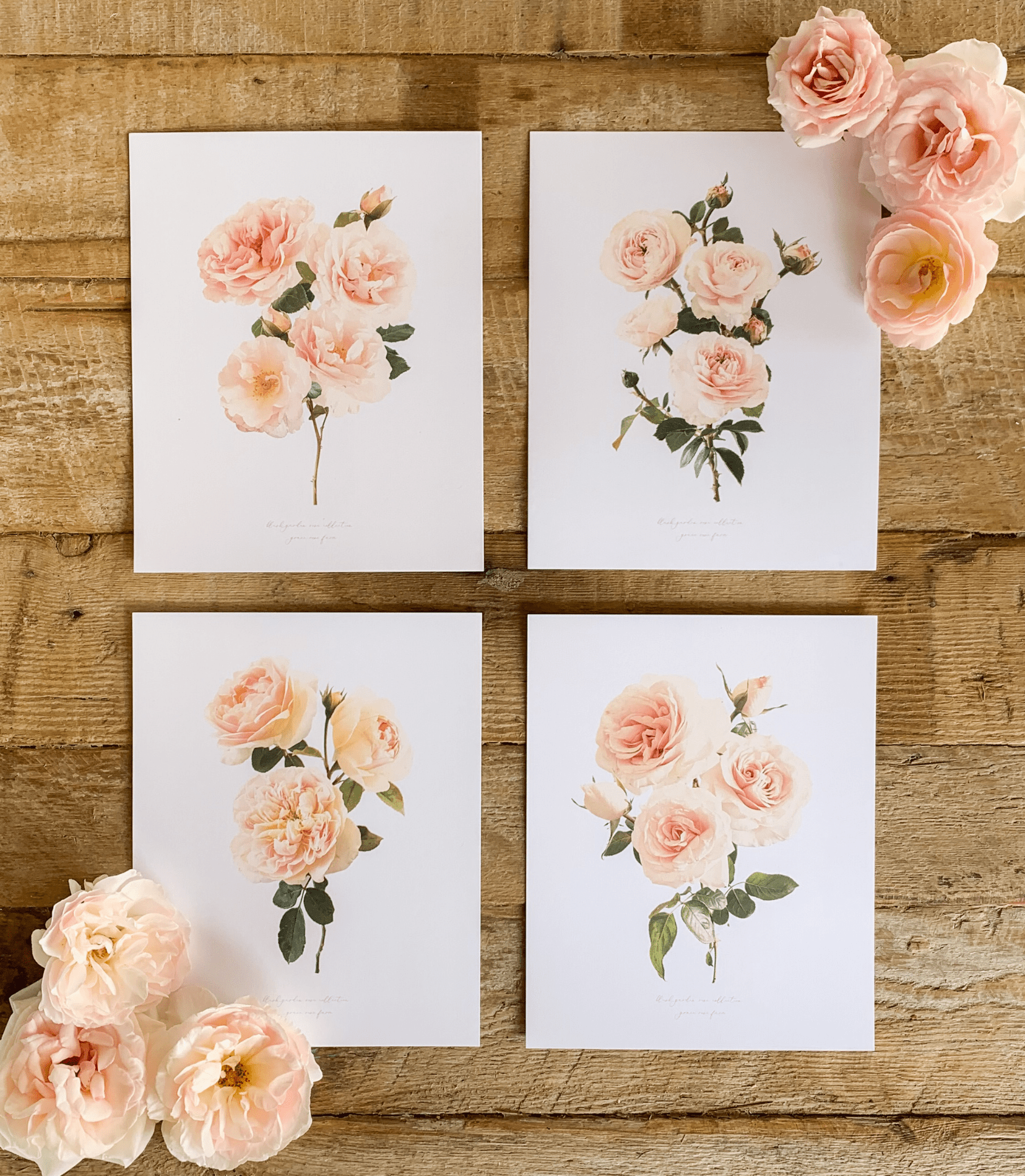 Introducing our Garden Rose Botanical Collection! - Grace Rose Farm
