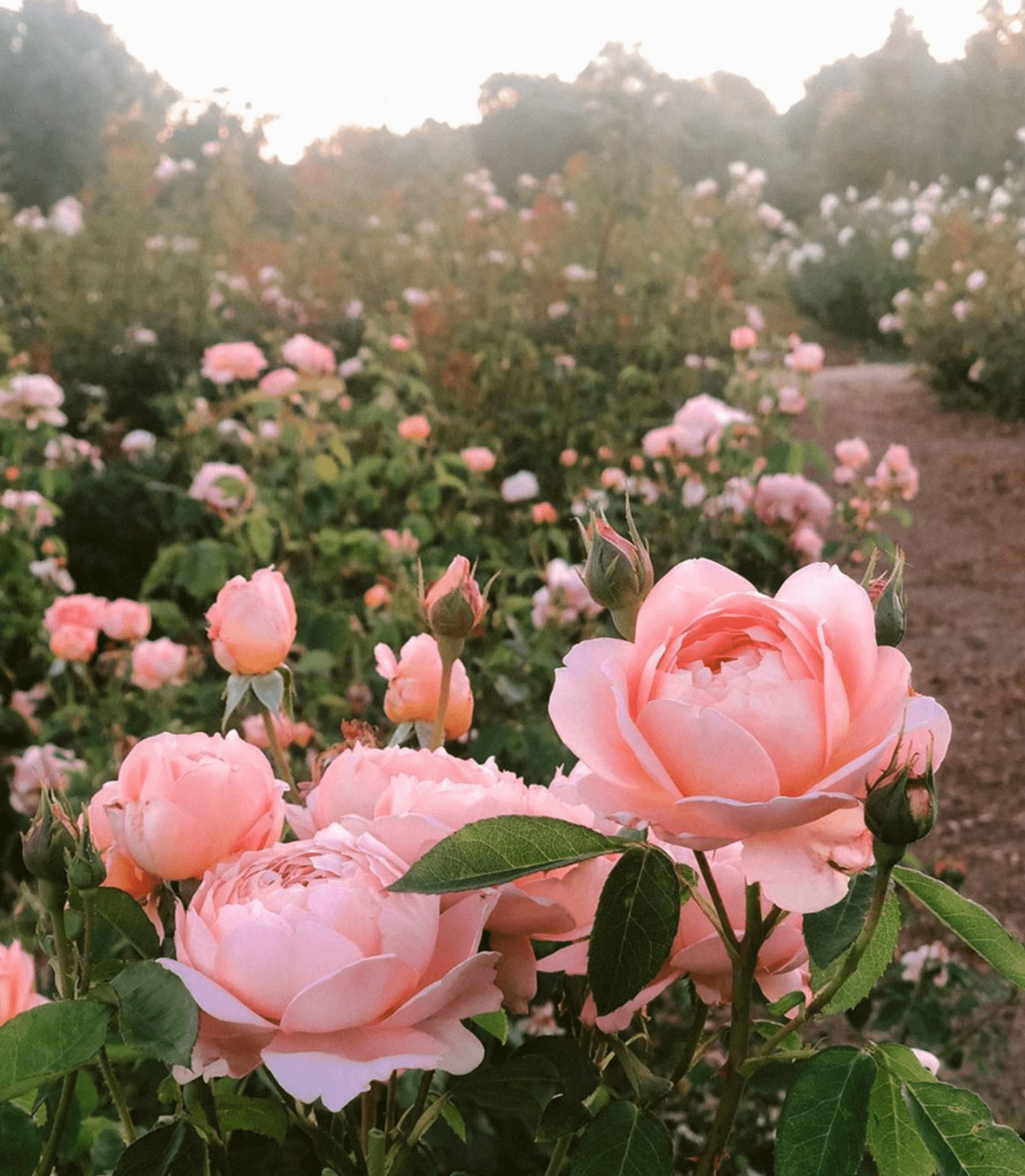 Japanese Beetles: Prevent your roses from being eaten by summer's worst pest - Grace Rose Farm