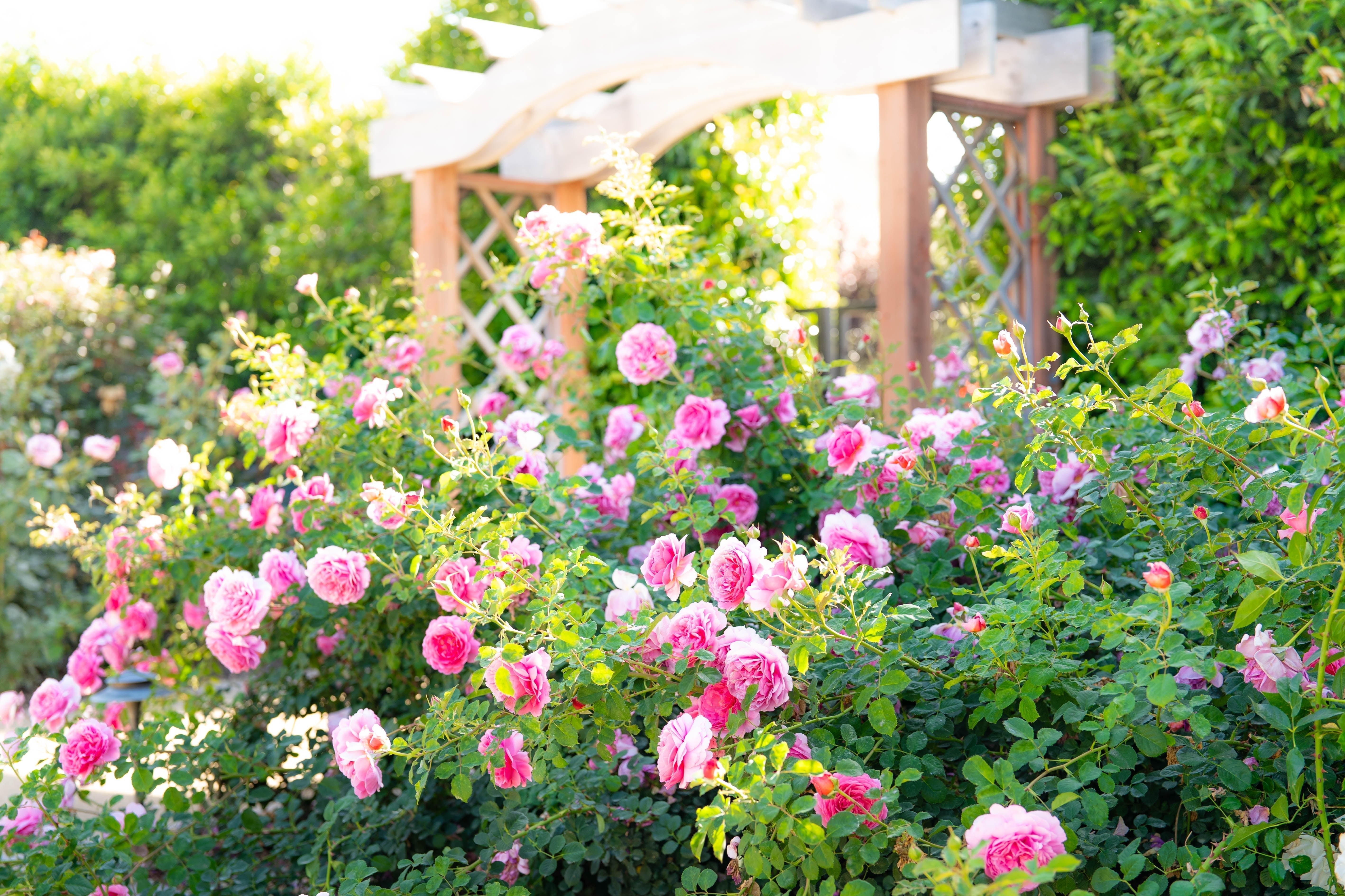 Understanding the Difference Between Budded and Own-Root Roses - Grace Rose Farm