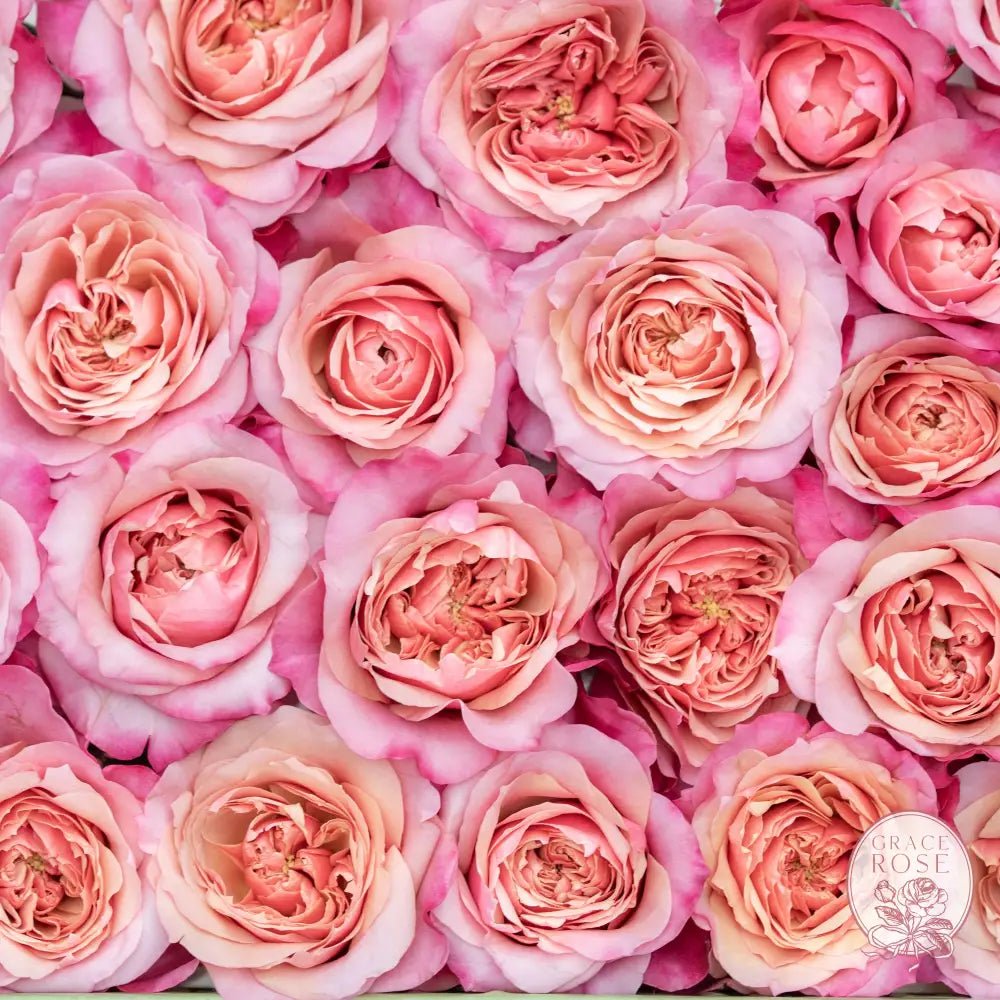 Wabara Garden Roses: Striking Neutrals from Kyoto - Grace Rose Farm