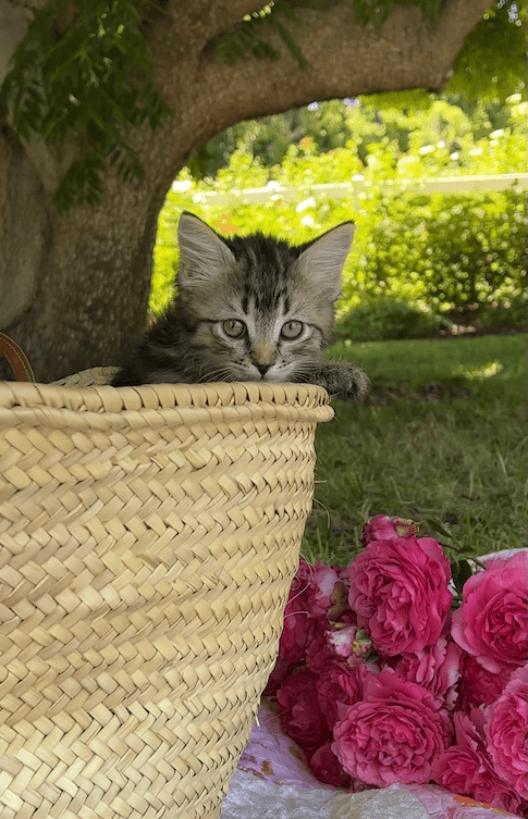 We Welcomed Two Babies! - Grace Rose Farm