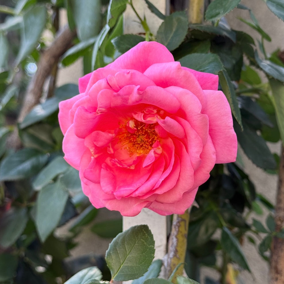 Social Climber Potted Climbing Rose