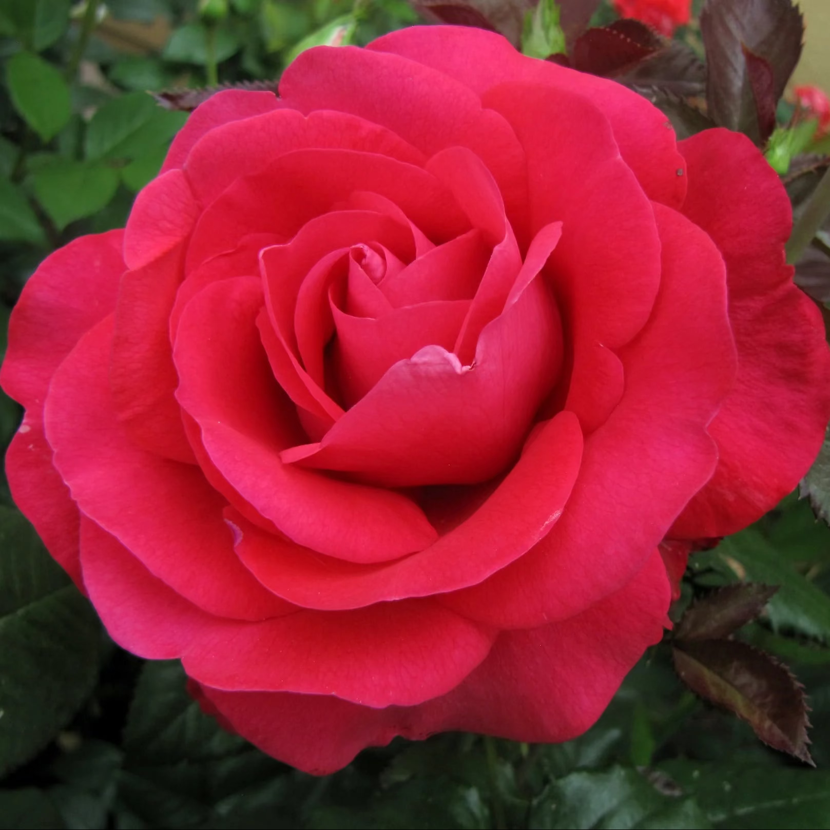 In Love Again™ Bare Root Rose Bush