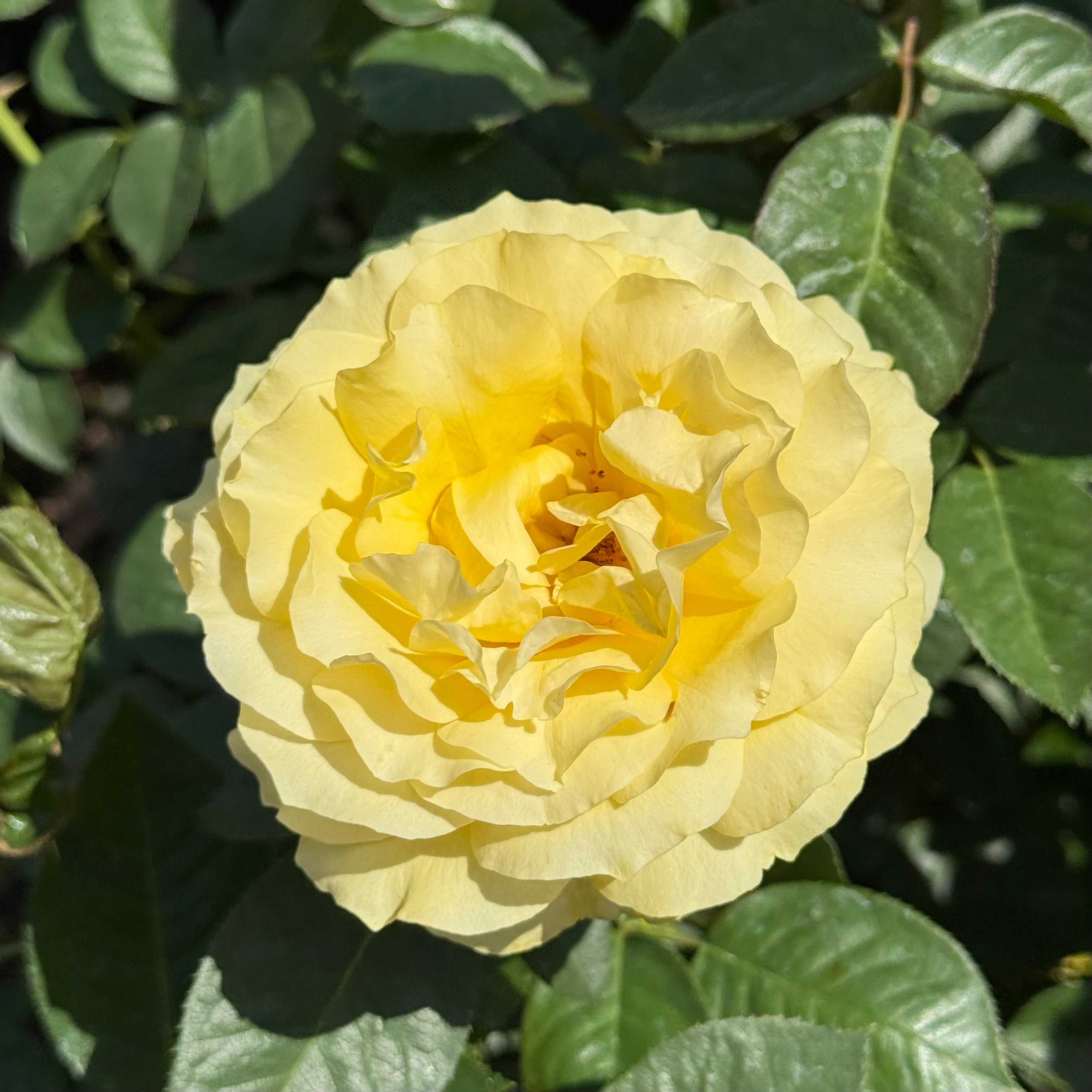 Doris Day Potted Rose Bush