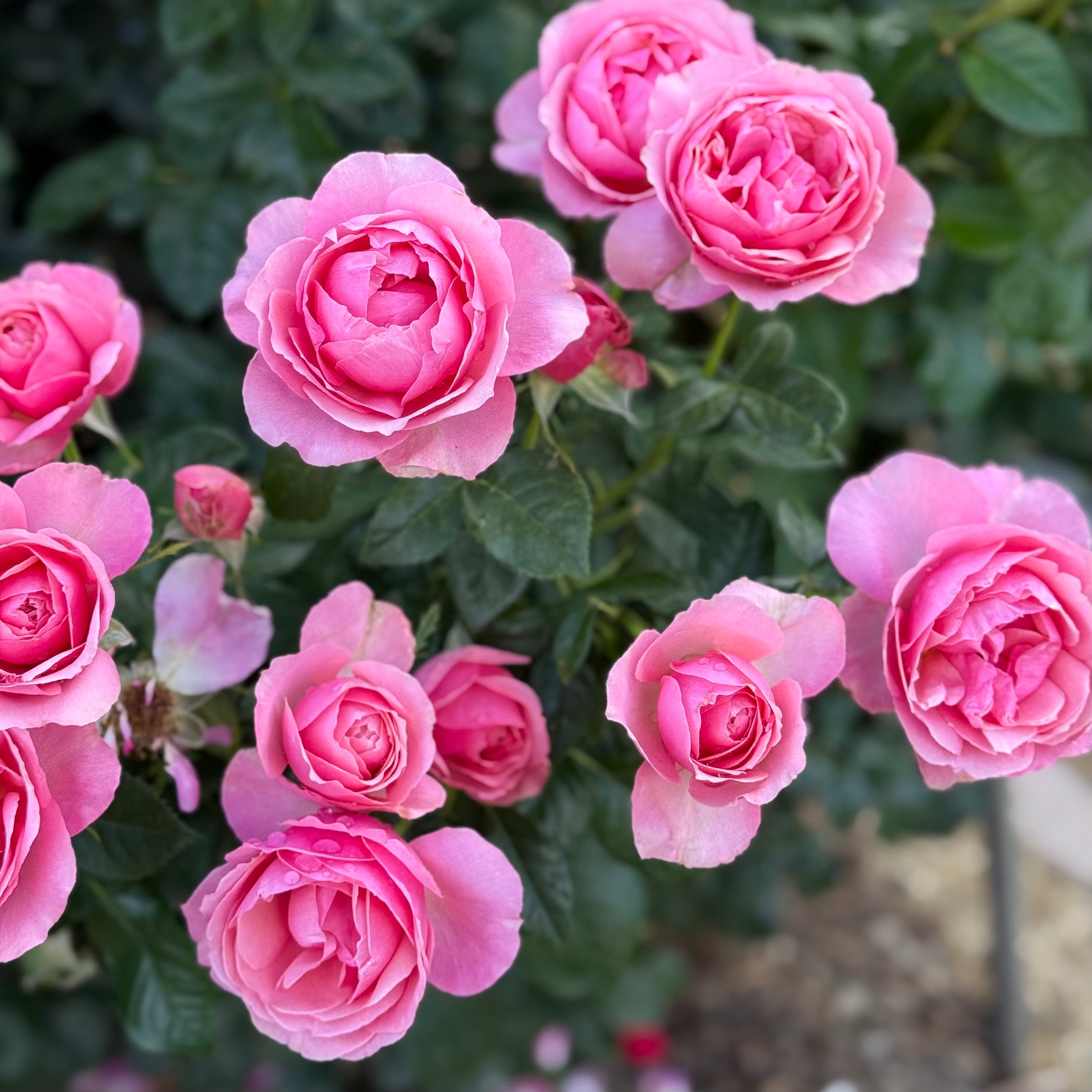 All Dressed Up™ Potted Rose Bush