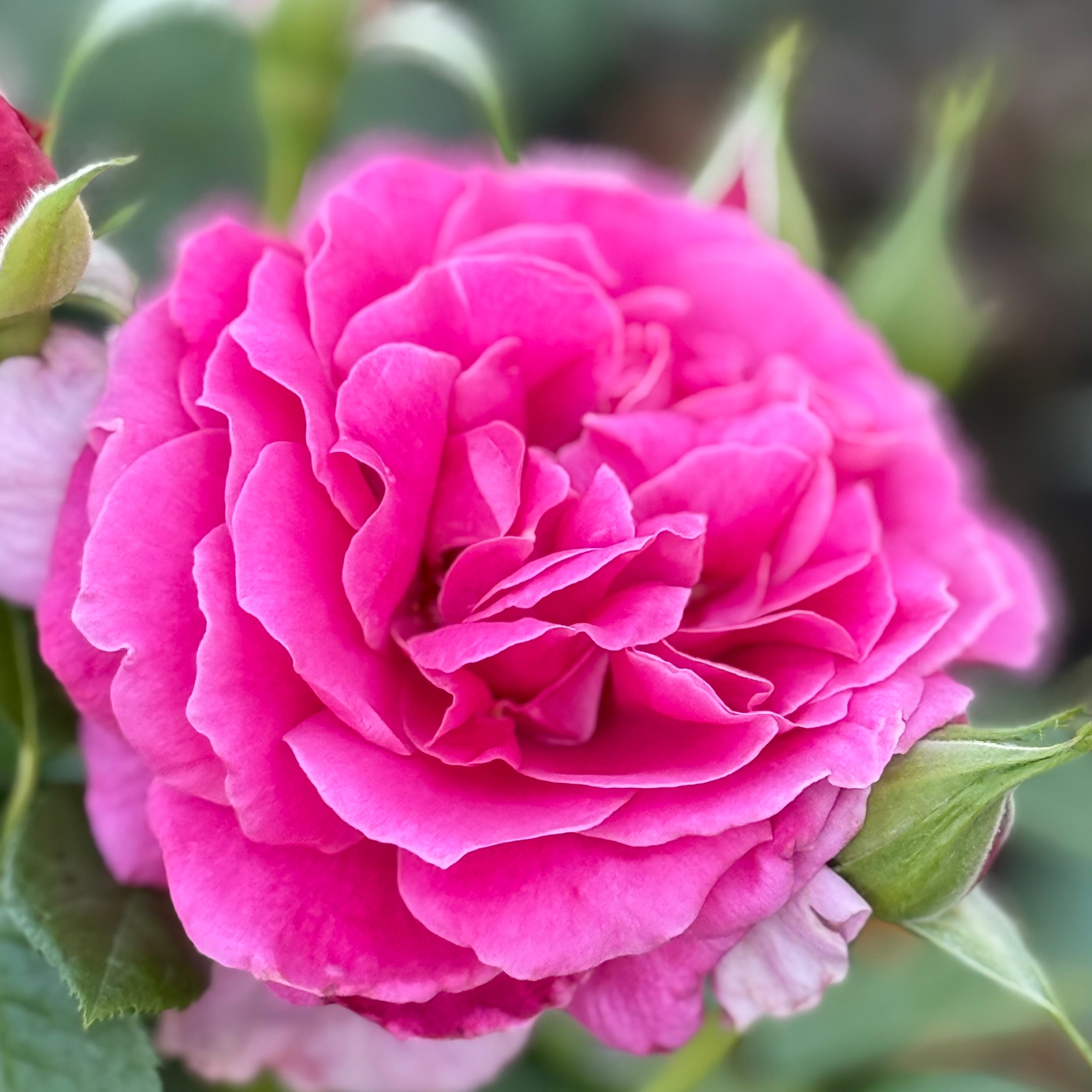Pretty Lady™ Rose Potted Tree Rose