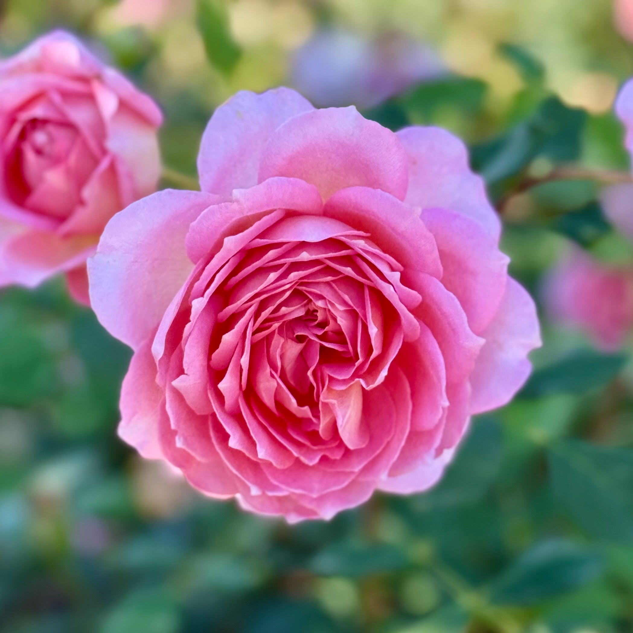David Austin® Jubilee Celebration® Potted Rose Bush