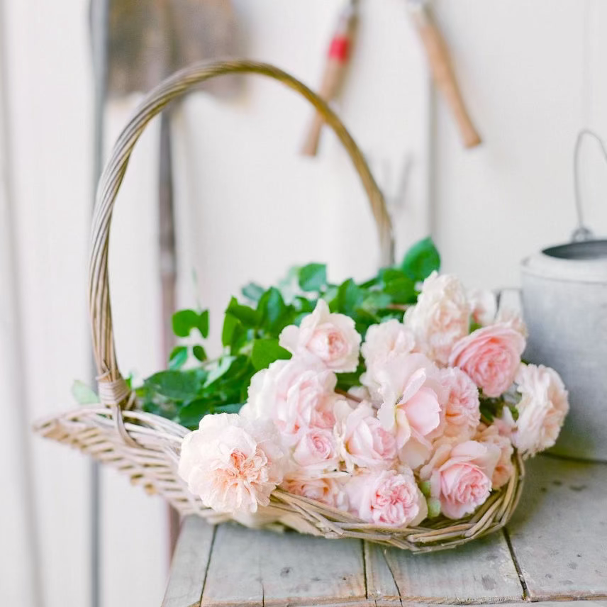 David Austin® The Lady Gardener® Potted Rose Bush