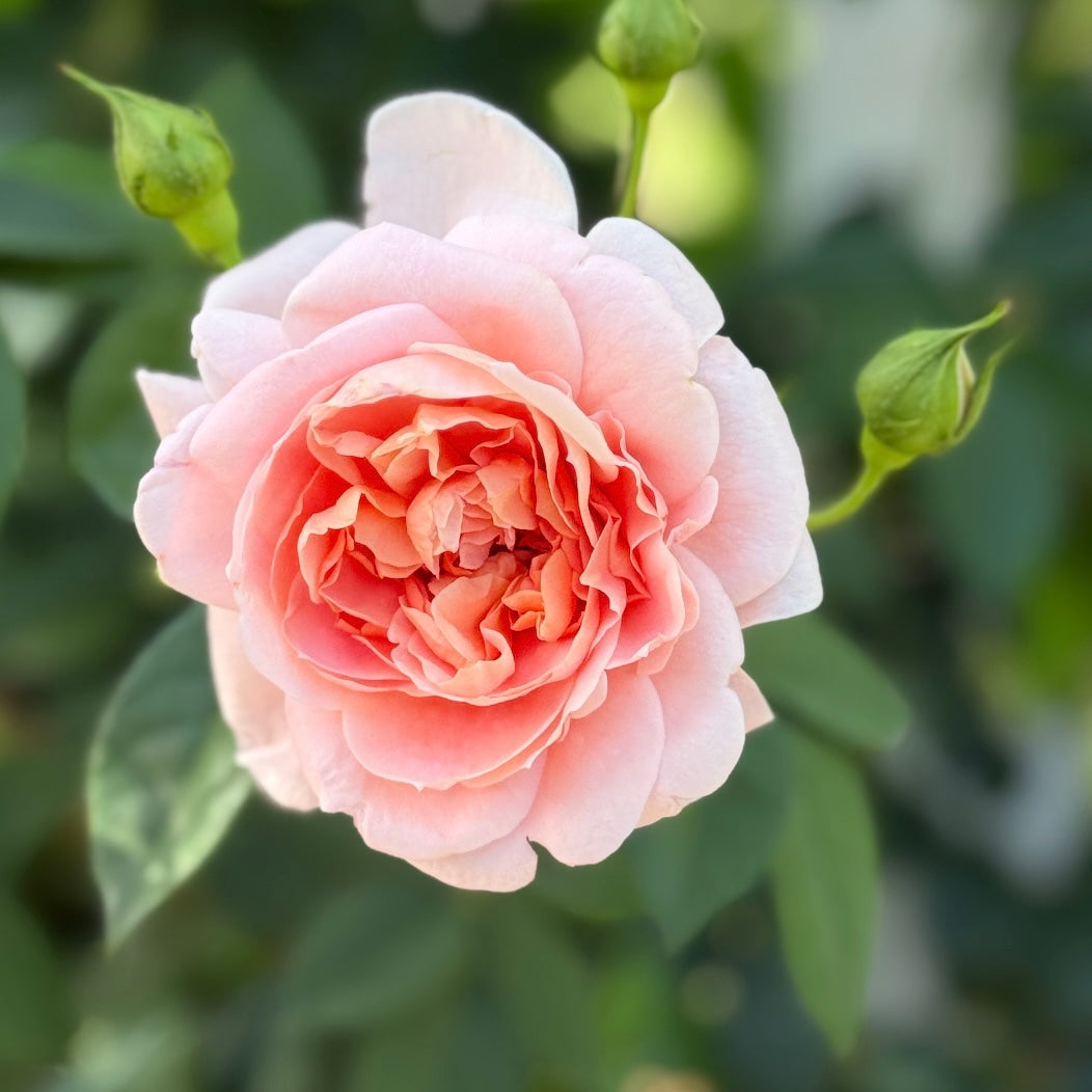 Colette™ Bare Root Climbing Rose