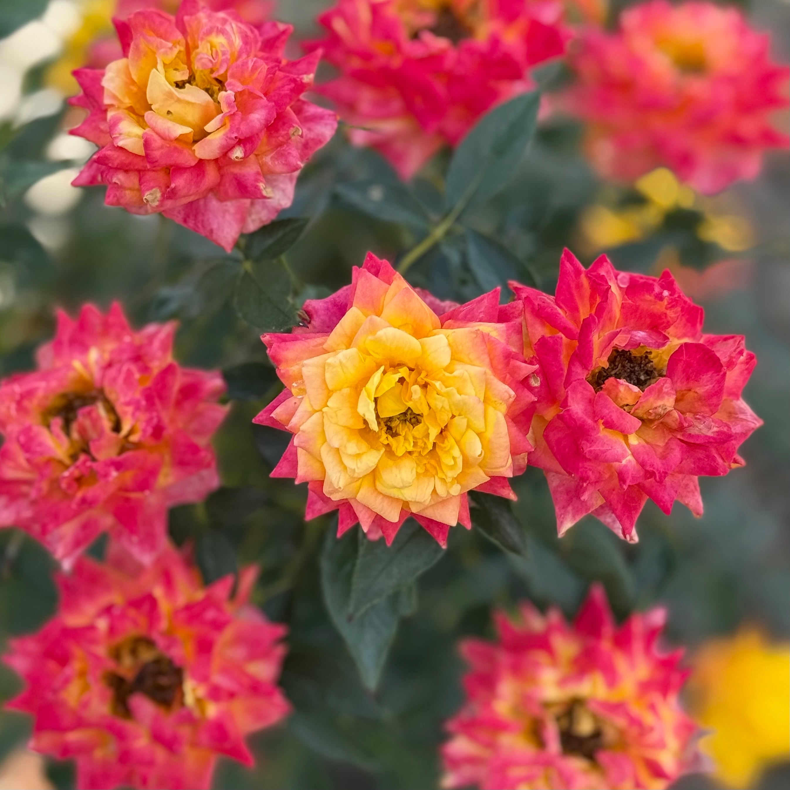 Rainbows End Potted Climbing Rose