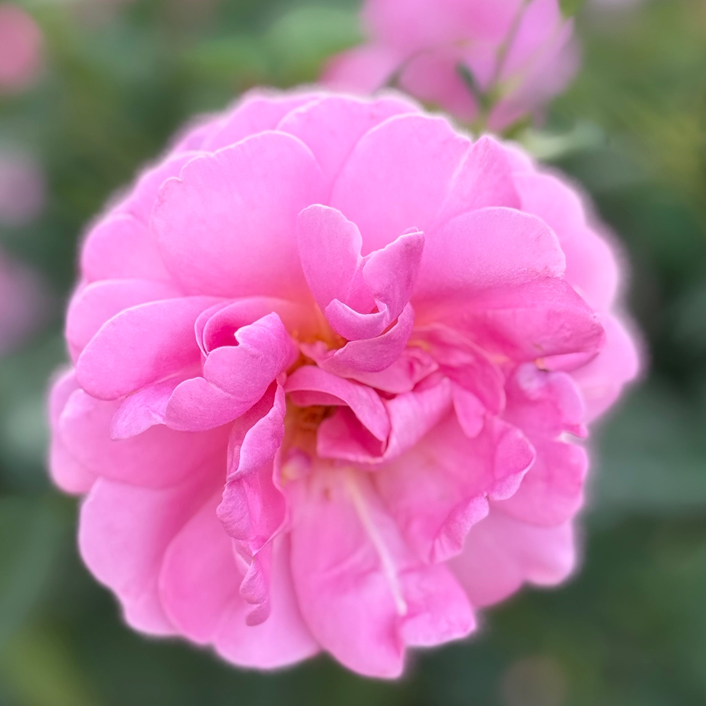 Sitting Pretty™ Potted Rose Bush