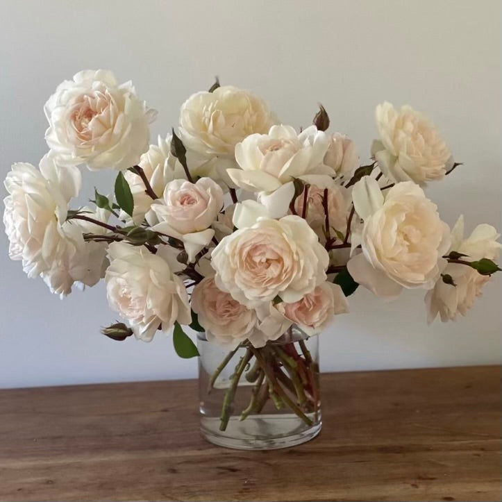 David Austin® Desdemona® Potted Tree Rose