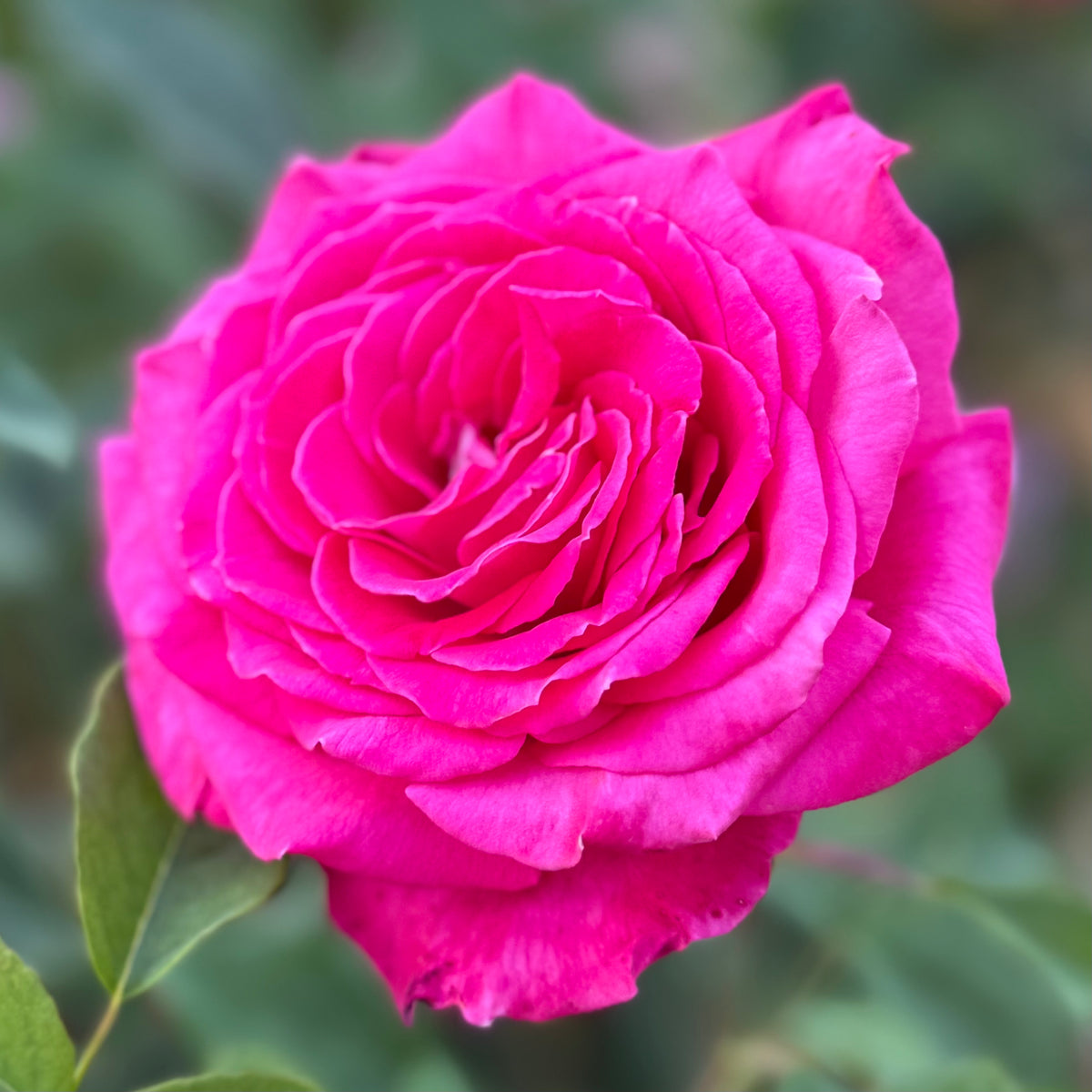 Sweet Spirit™ Bare Root Tree Rose