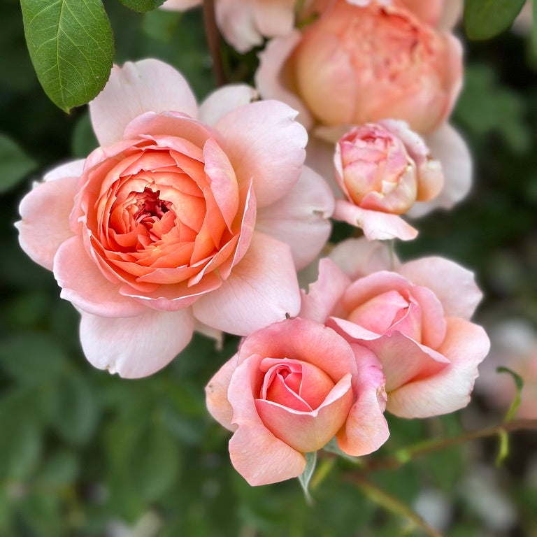 David Austin® Carding Mill® Potted Rose Bush