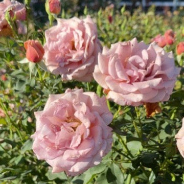 Koko Loko™ Bare Root Tree Rose
