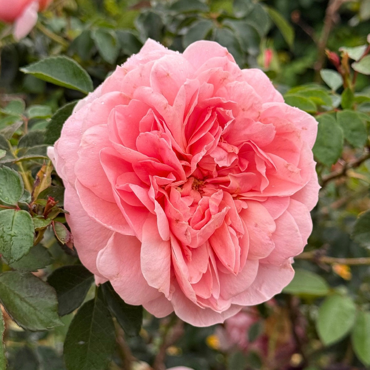 Colette™ Bare Root Climbing Rose
