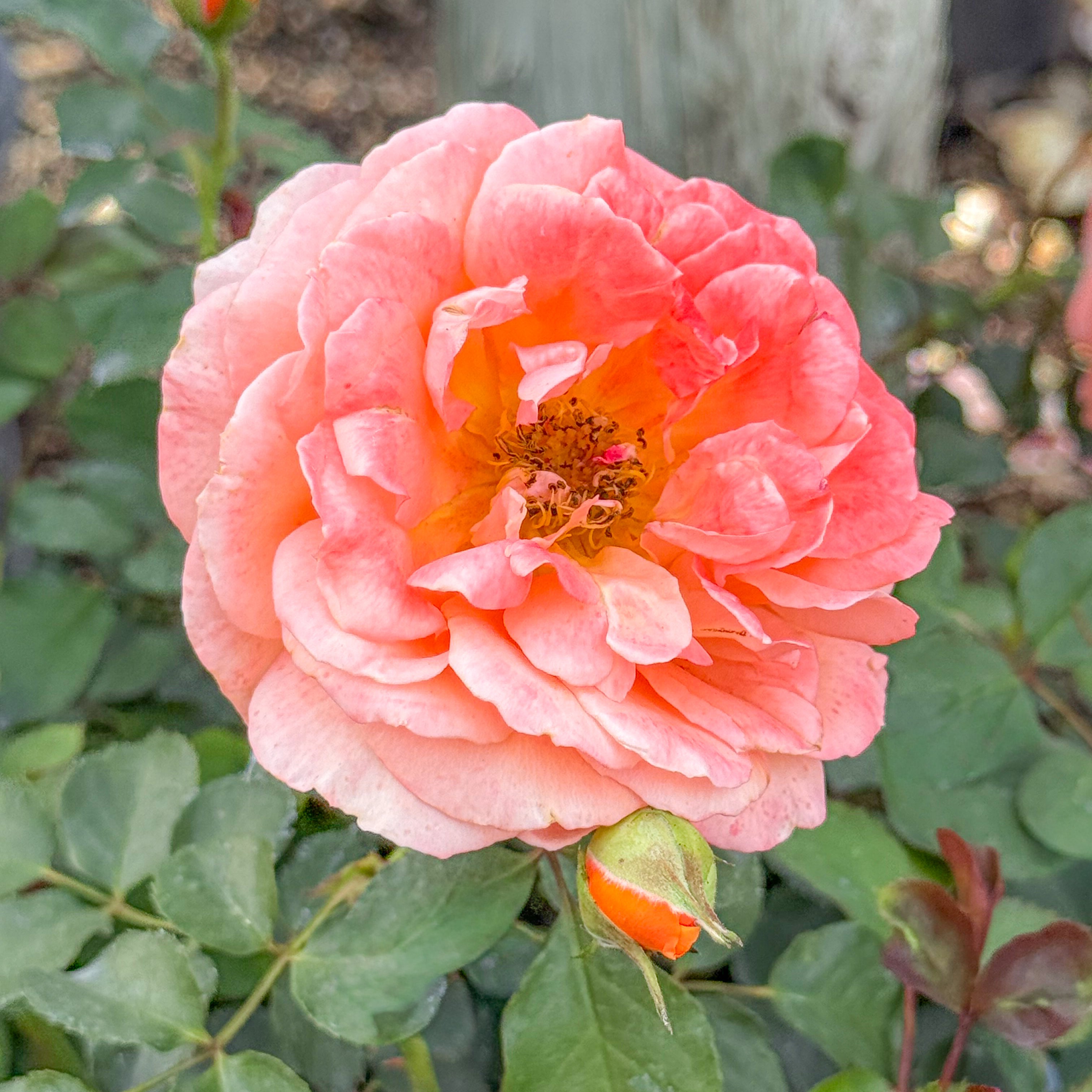 Adobe Sunrise™ Potted Rose Bush