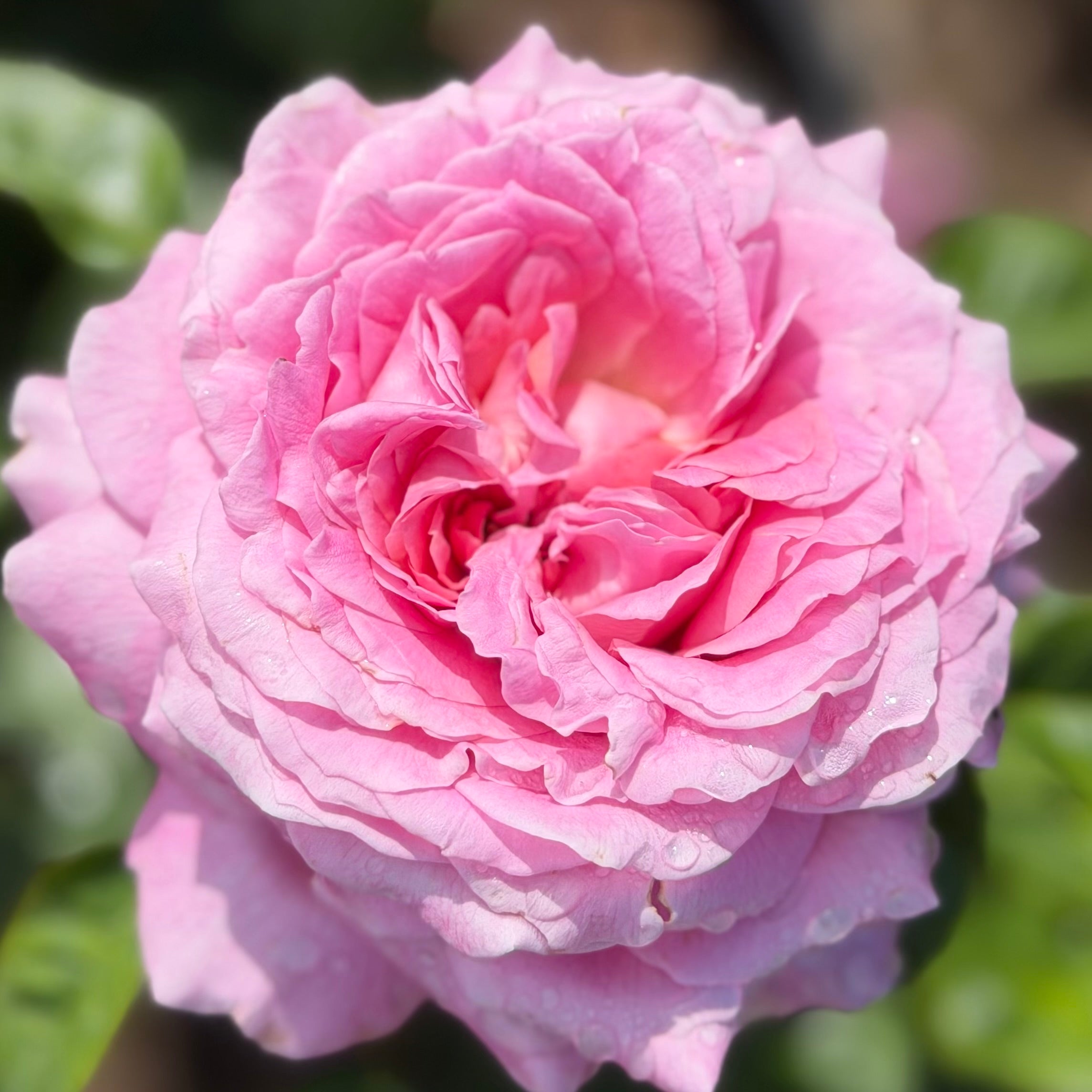 Héloïse-Grace⢠Potted Rose Bush