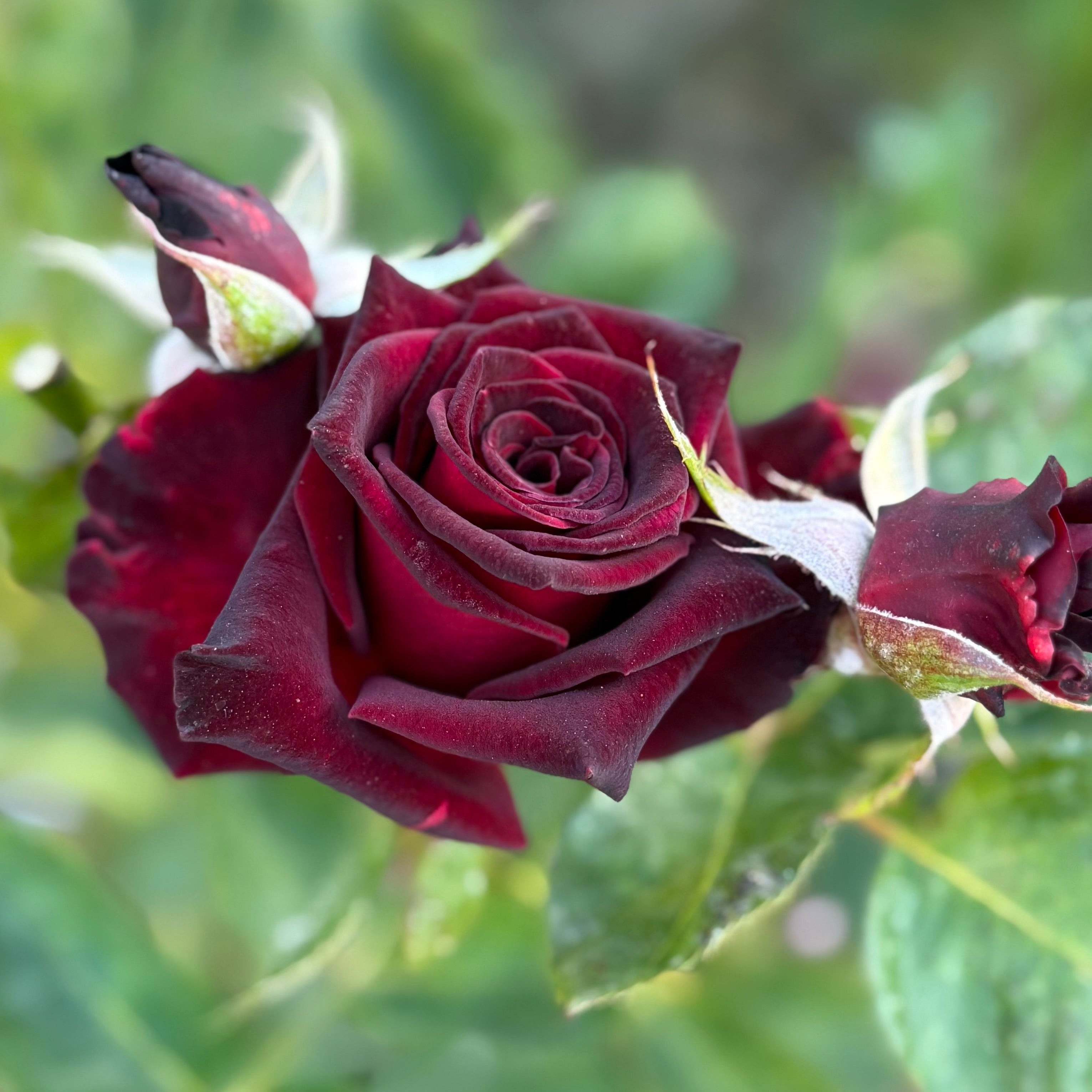 Ink Spots™ Potted Rose Bush
