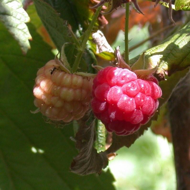 Raspberry 'Heritage' Everbearing Potted Raspberry Plant