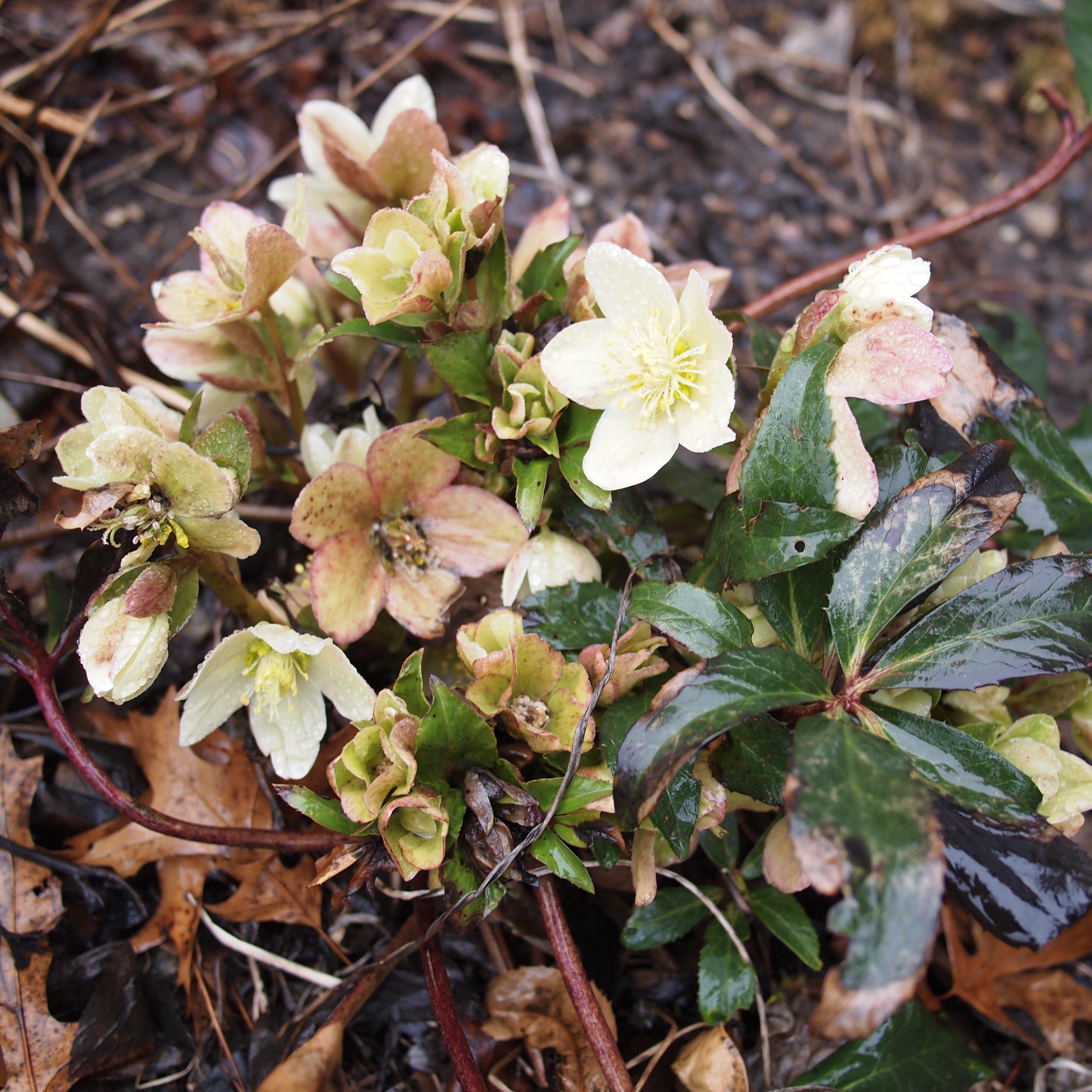 Helleborus x ericsmithii 'COSEH 730' - HGC® Champion Lenten Rose