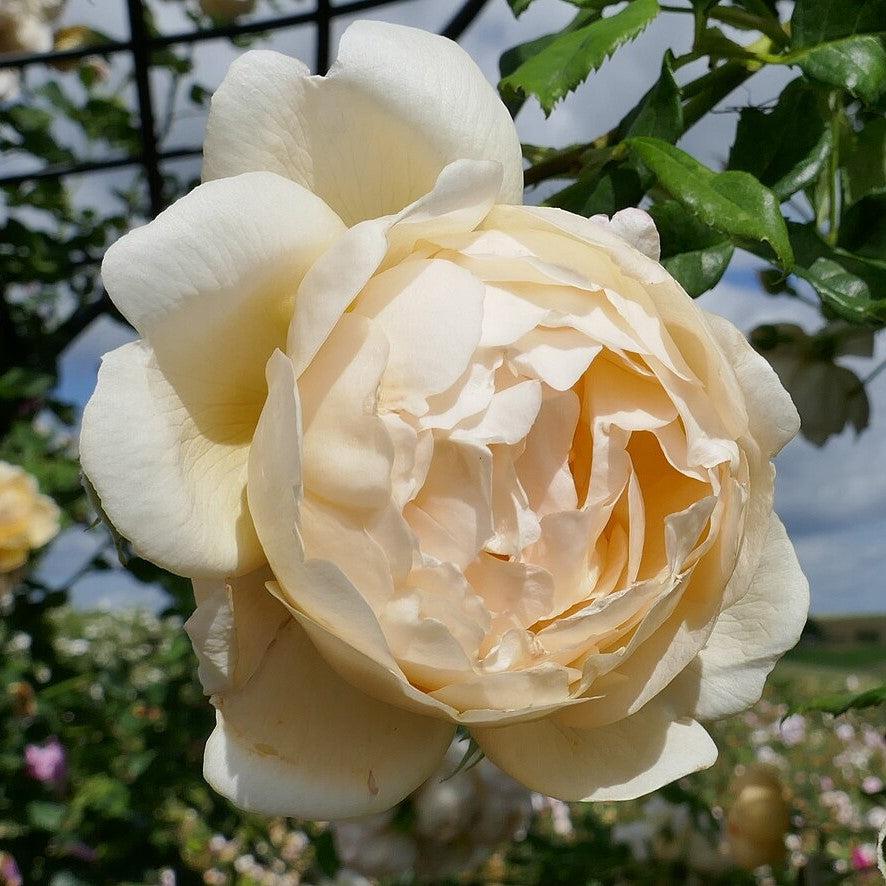 David Austin® Wollerton Old Hall® Potted Climbing Rose