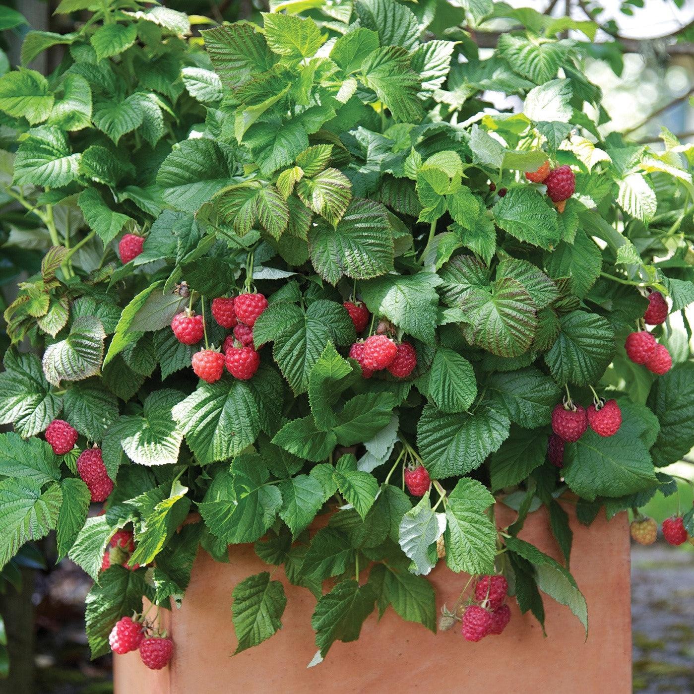 Raspberry Bushel & BerryĀ® Raspberry ShortcakeĀ® Thornless Potted Raspberry Plant