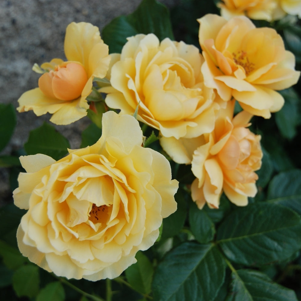 Julia Child™ Bare Root Rose Bush