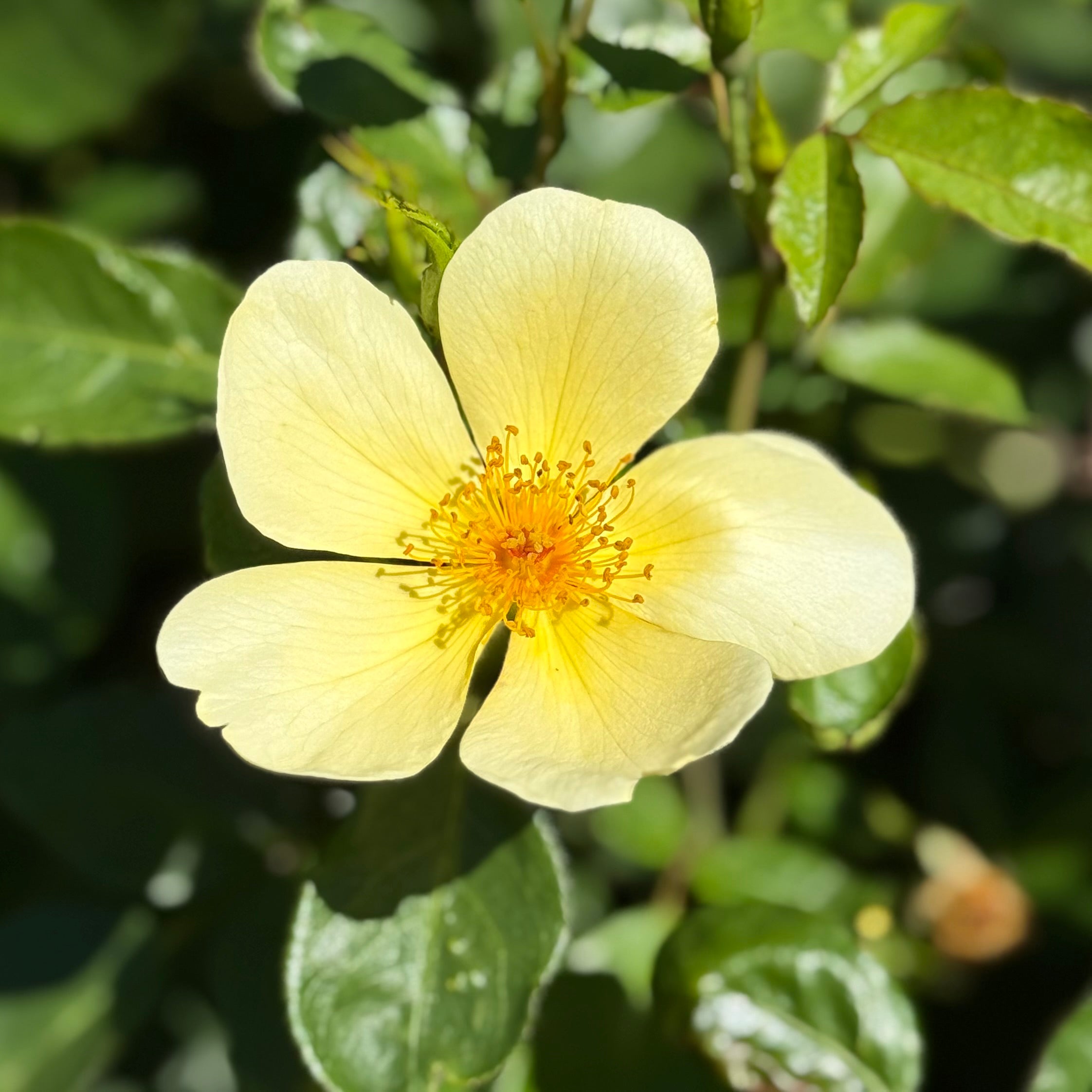 David Austin® Tottering By Gently Potted Rose Bush