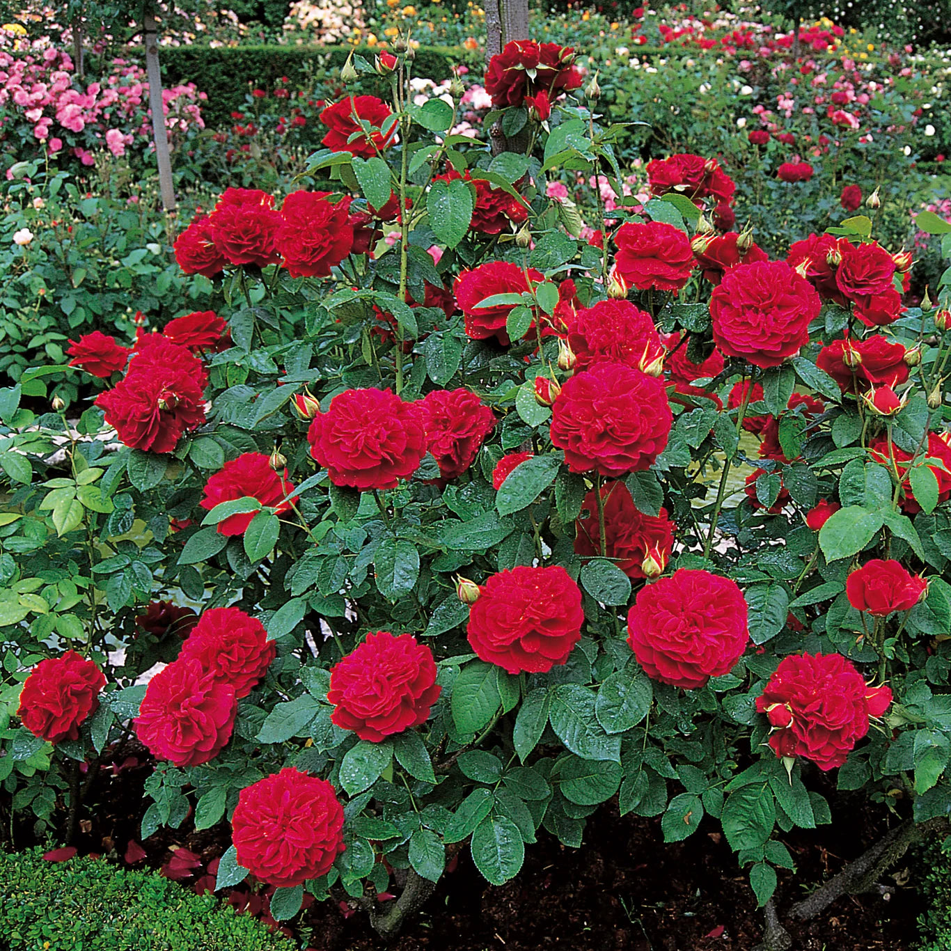 David Austin® L.D. Braithwaite® Potted Rose Bush