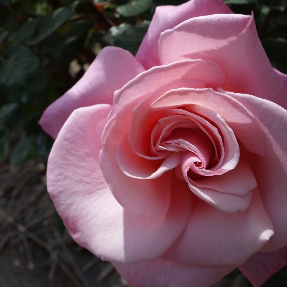 First Prize Potted Rose Bush