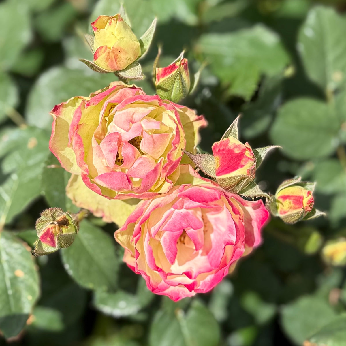 Enchanted Meadow™ Bare Root Rose Bush