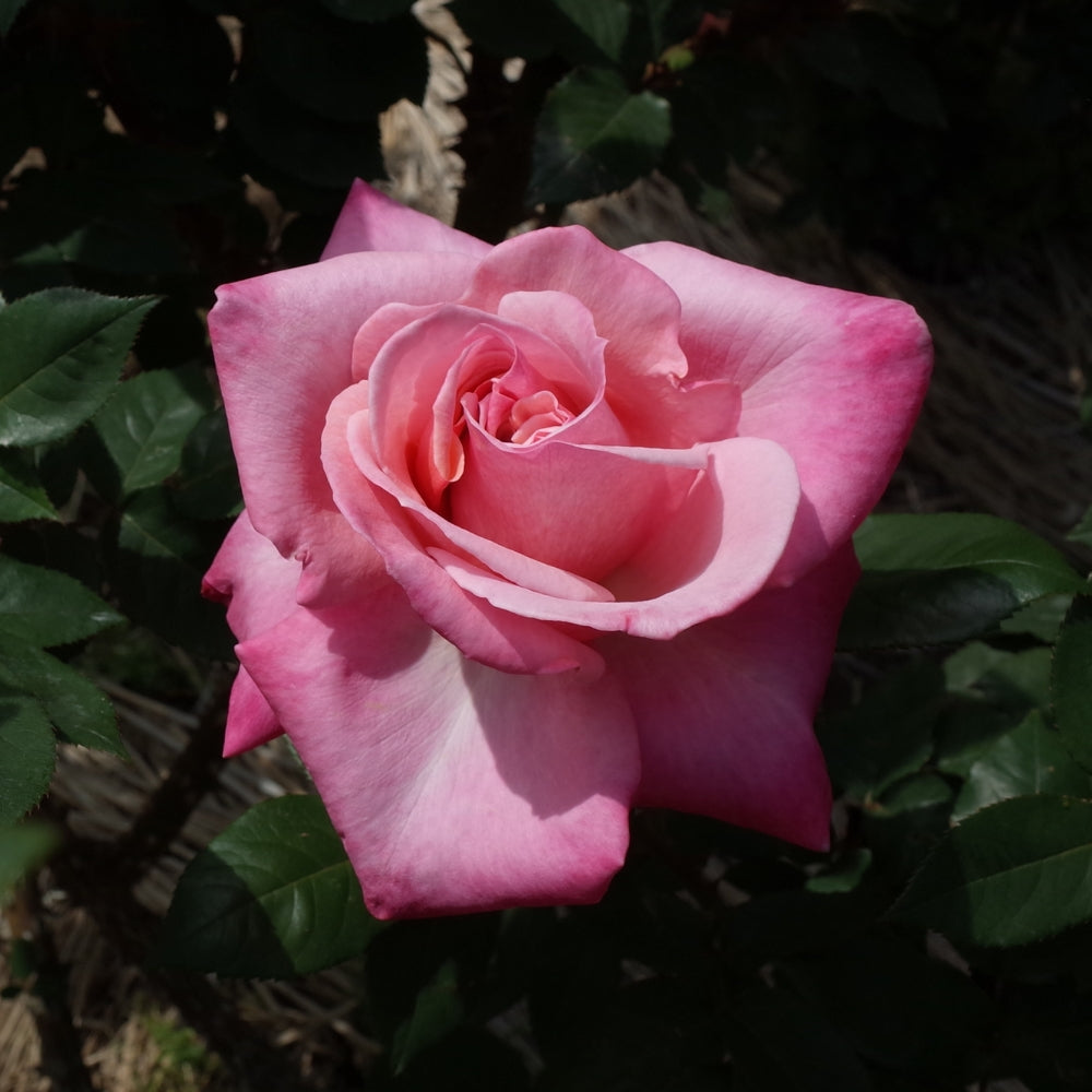 First Prize Potted Rose Bush