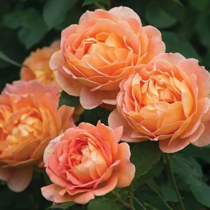 David Austin® Lady of Shalott™ Potted Rose Bush