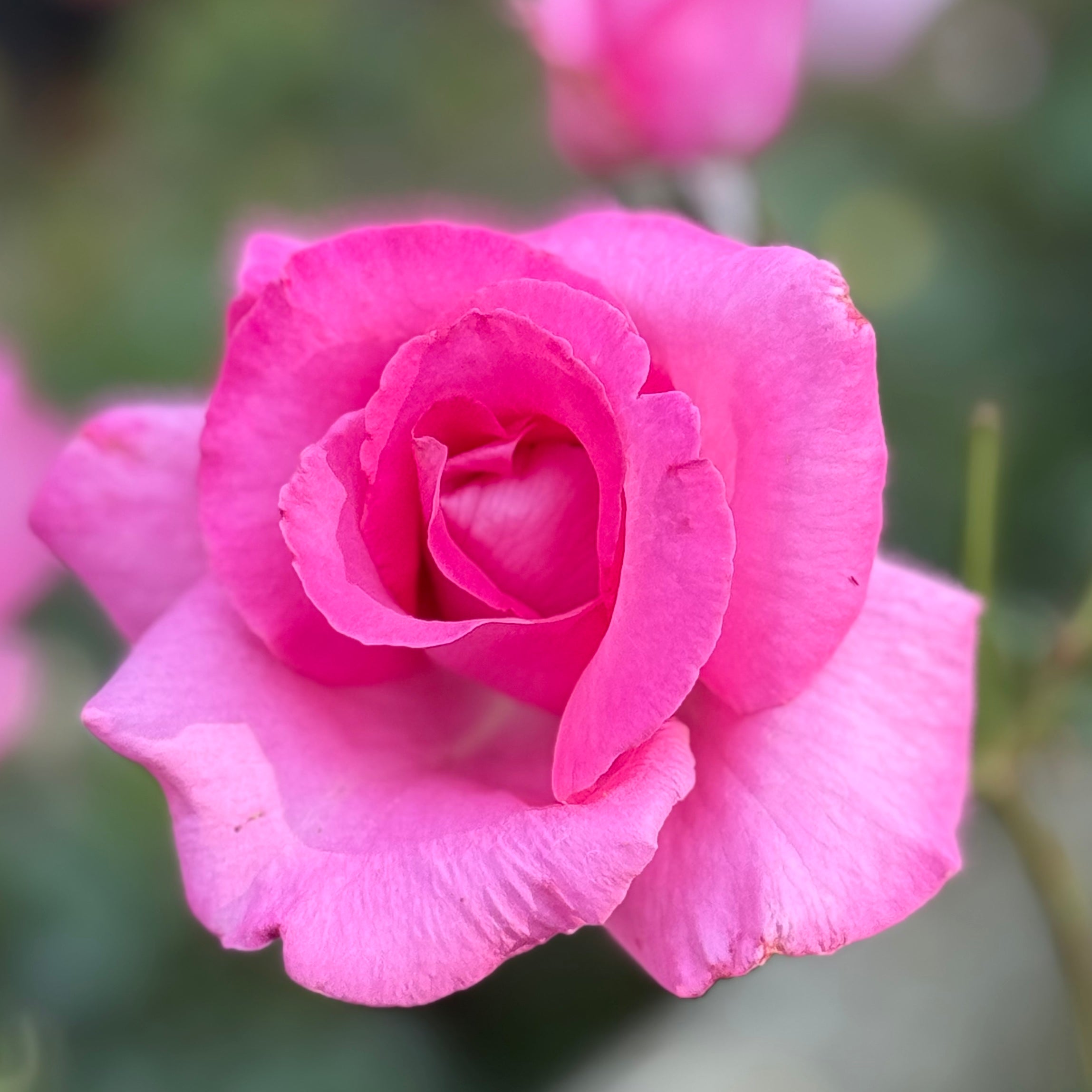 The McCartney Rose® Potted Rose Bush