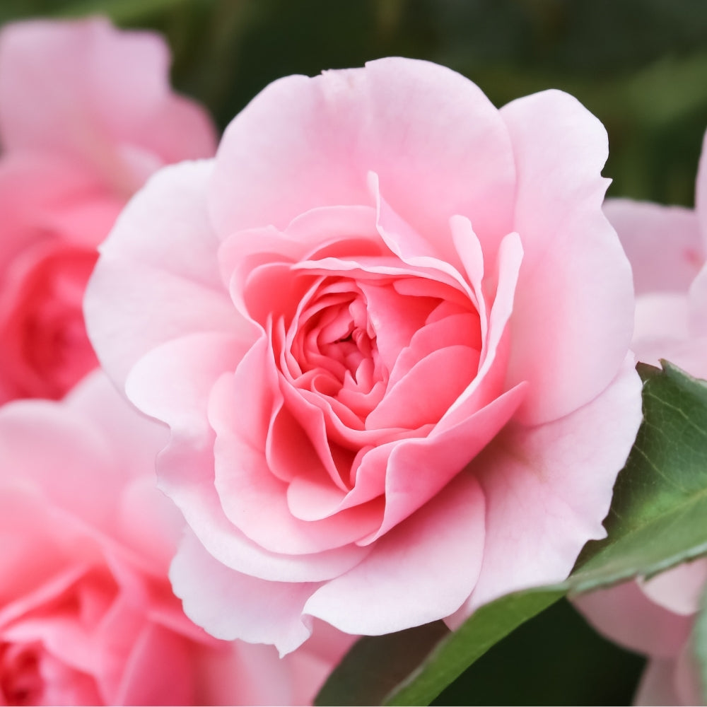 Bonica® Potted Rose Bush