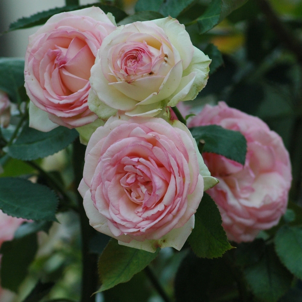 Eden Climber® Bare Root Climbing Rose