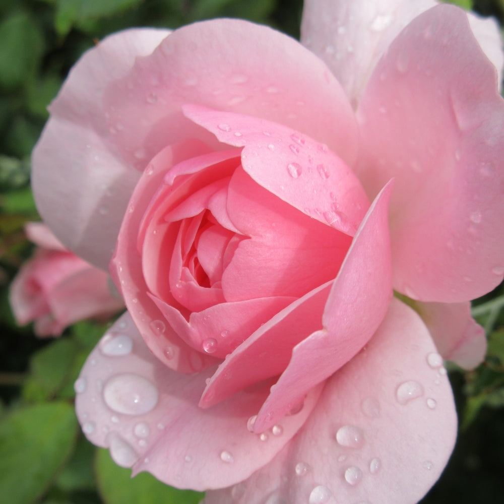 Bonica® Potted Rose Bush